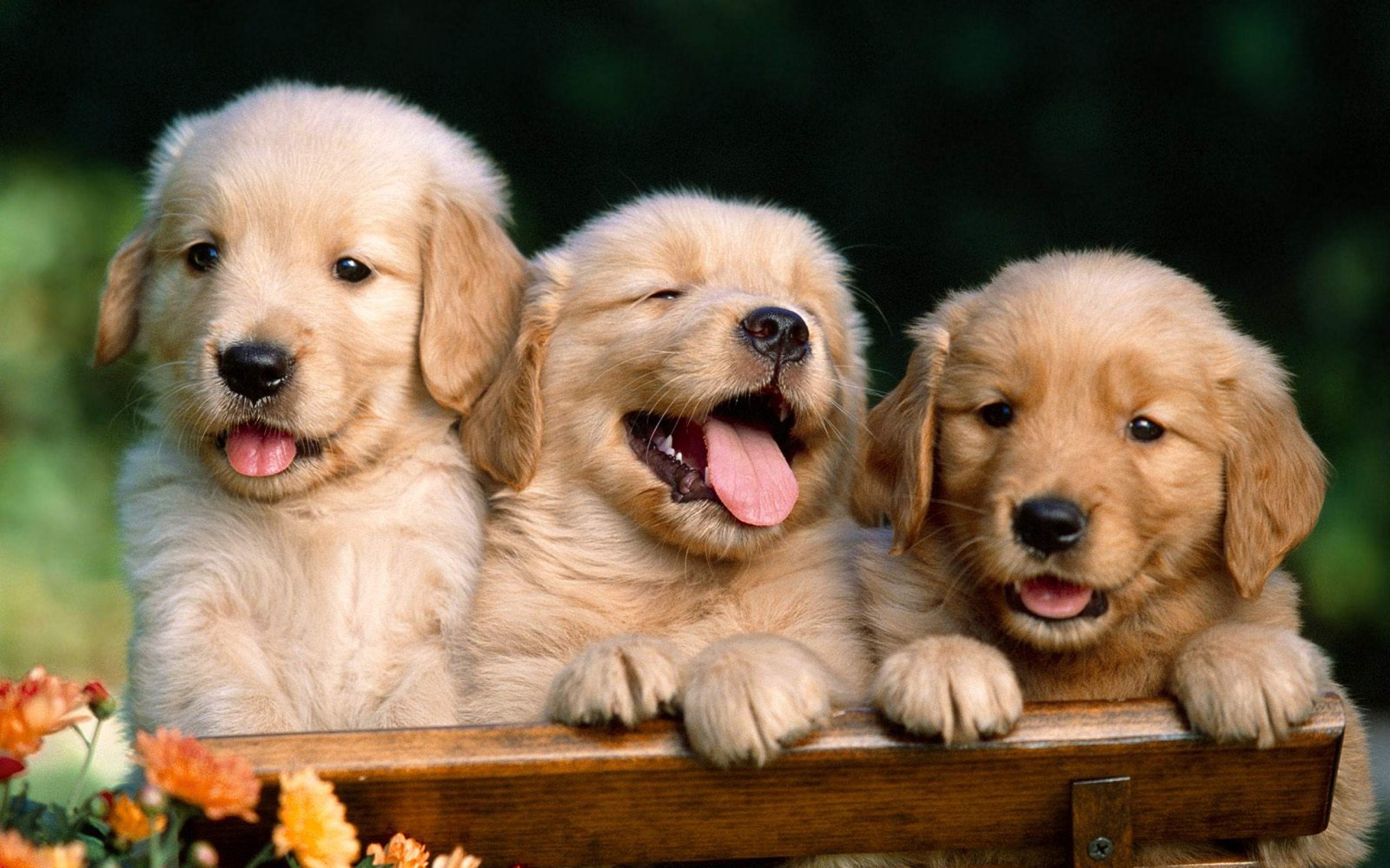 Wallpaper Golden Retriever Wallpapers