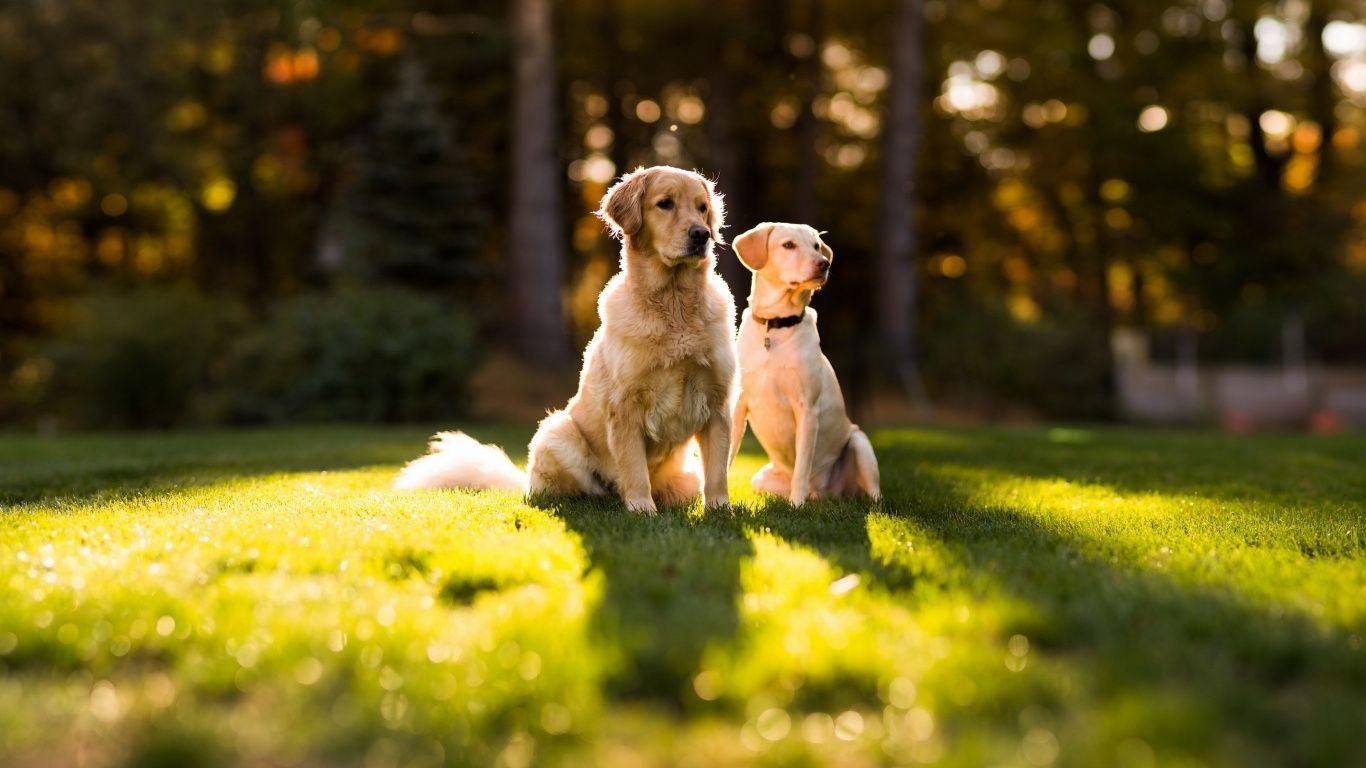 Wallpaper Golden Retriever Wallpapers