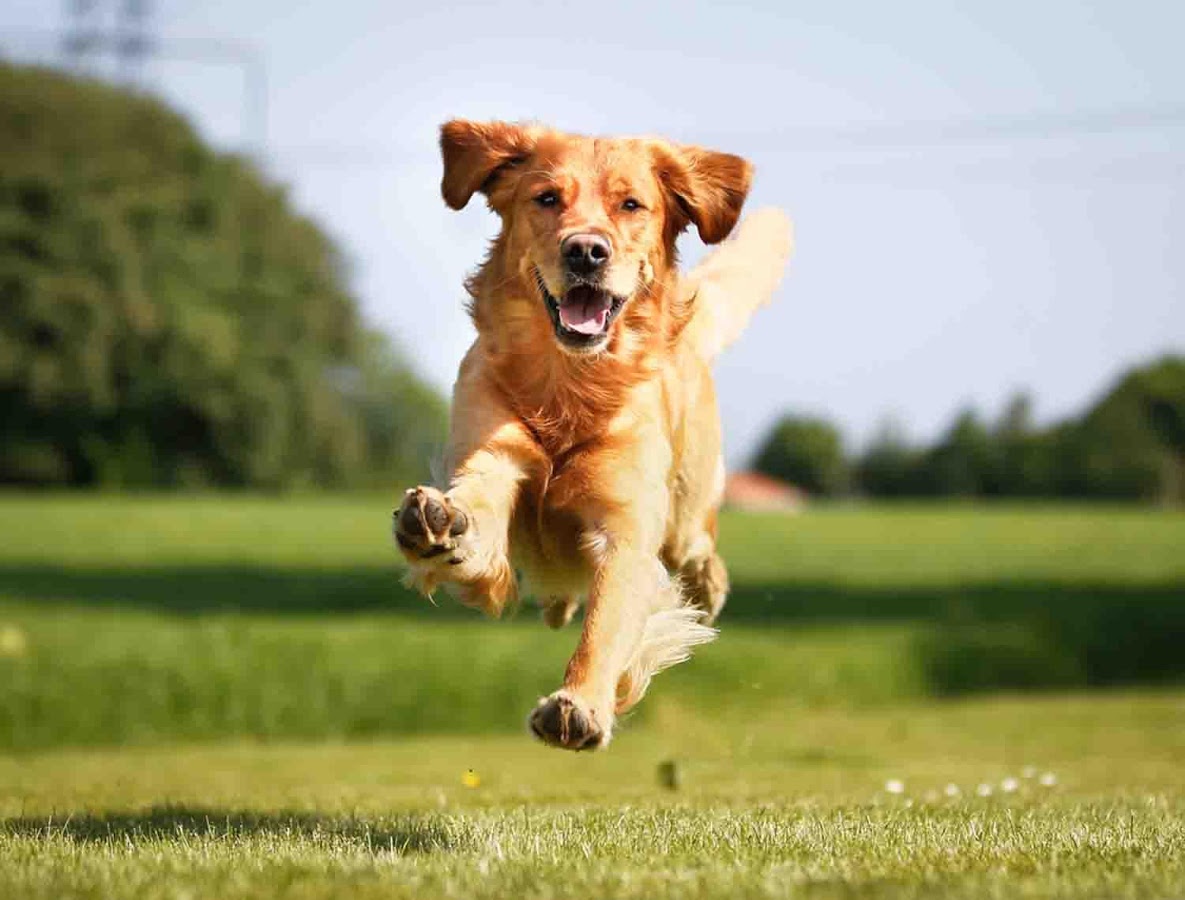 Wallpaper Golden Retriever Wallpapers