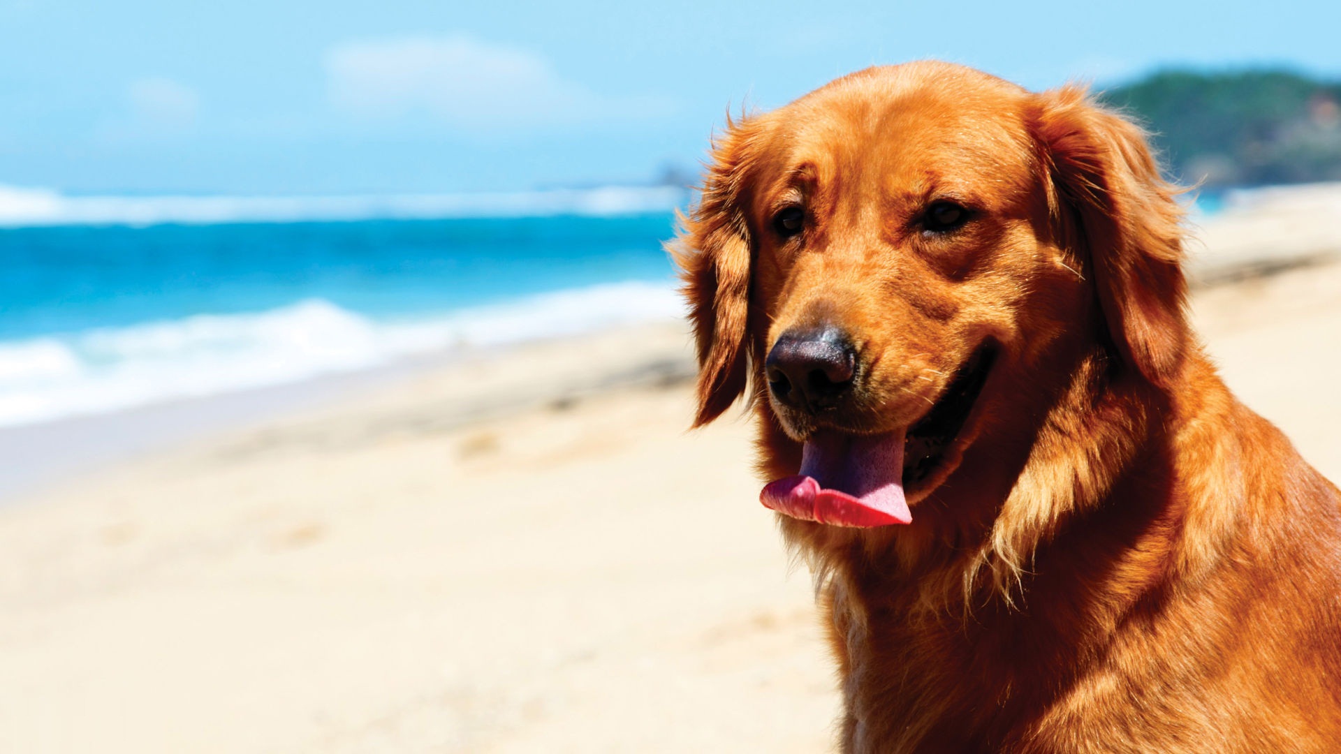 Wallpaper Golden Retriever Wallpapers