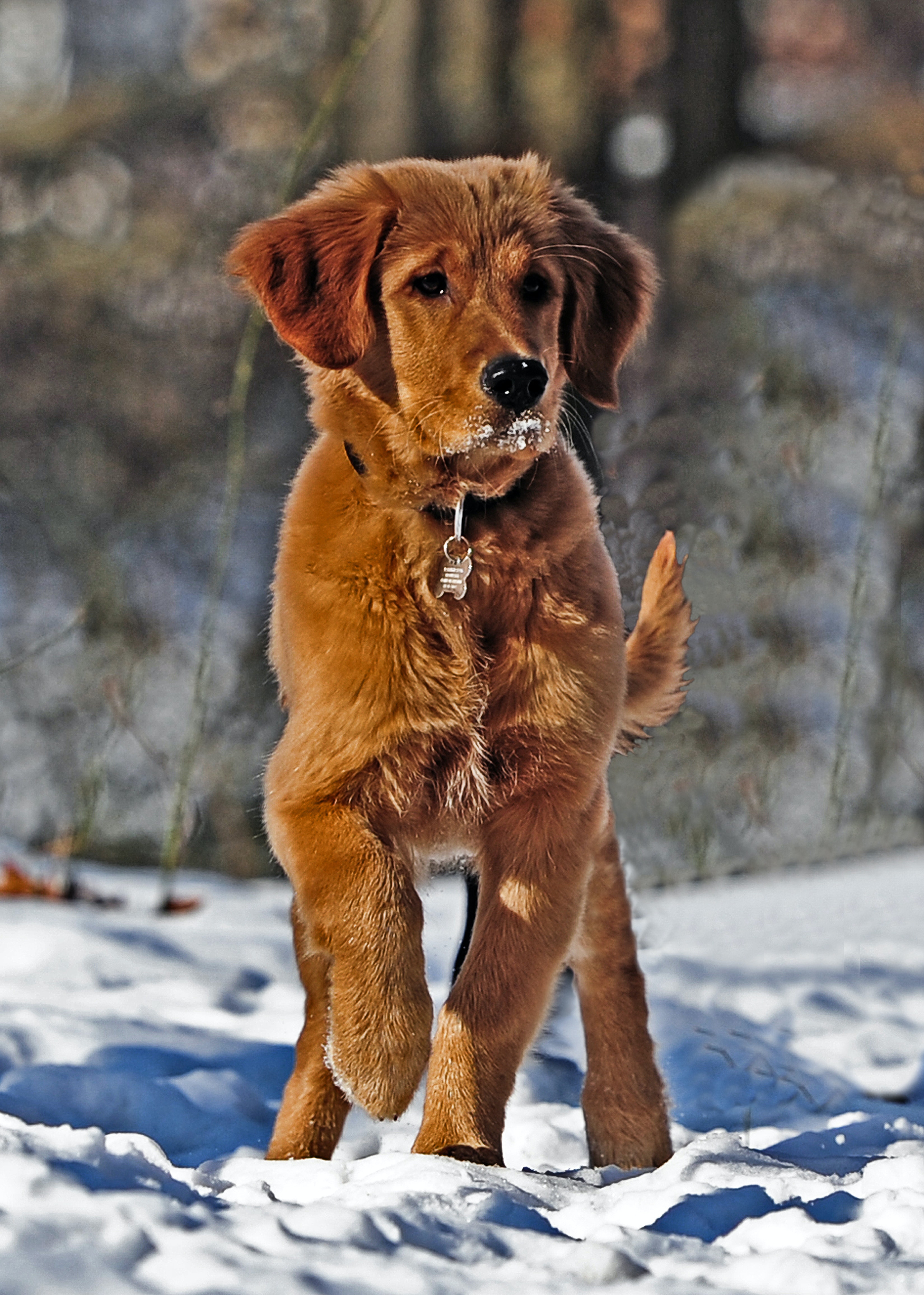 Wallpaper Golden Retriever Wallpapers