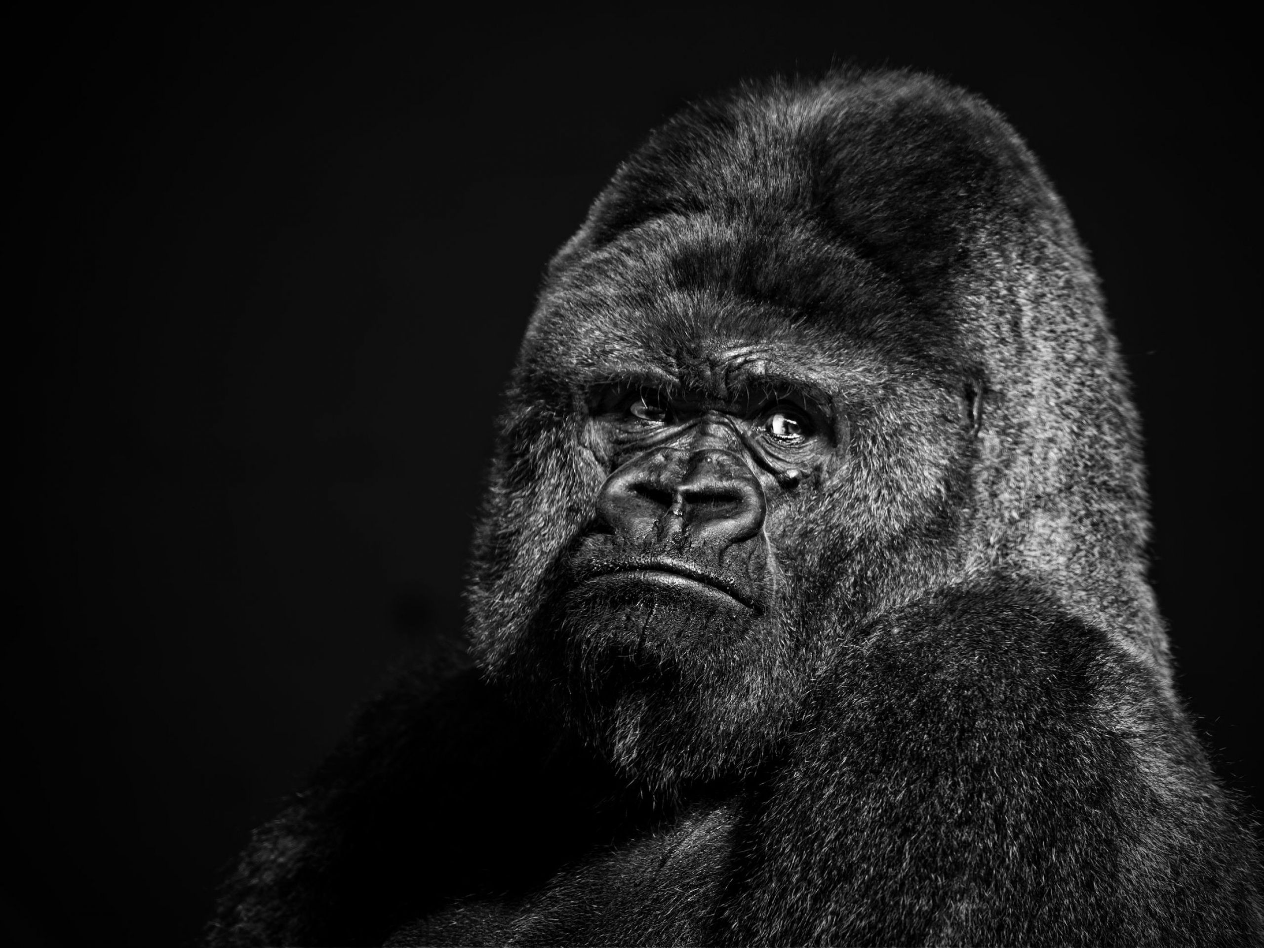 Wallpaper Gorilla Wallpapers