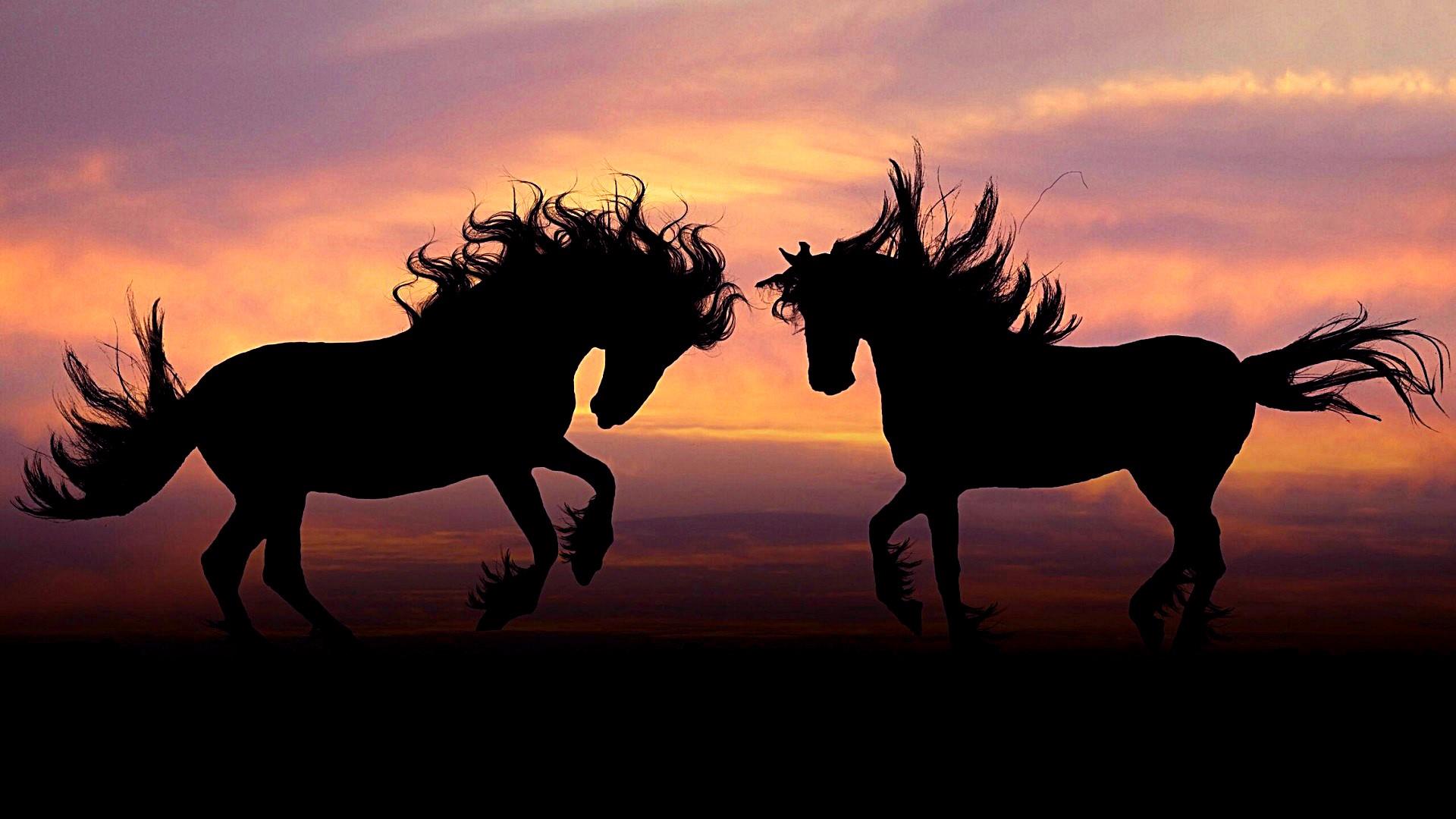 Wallpaper Horse Sunset Wallpapers