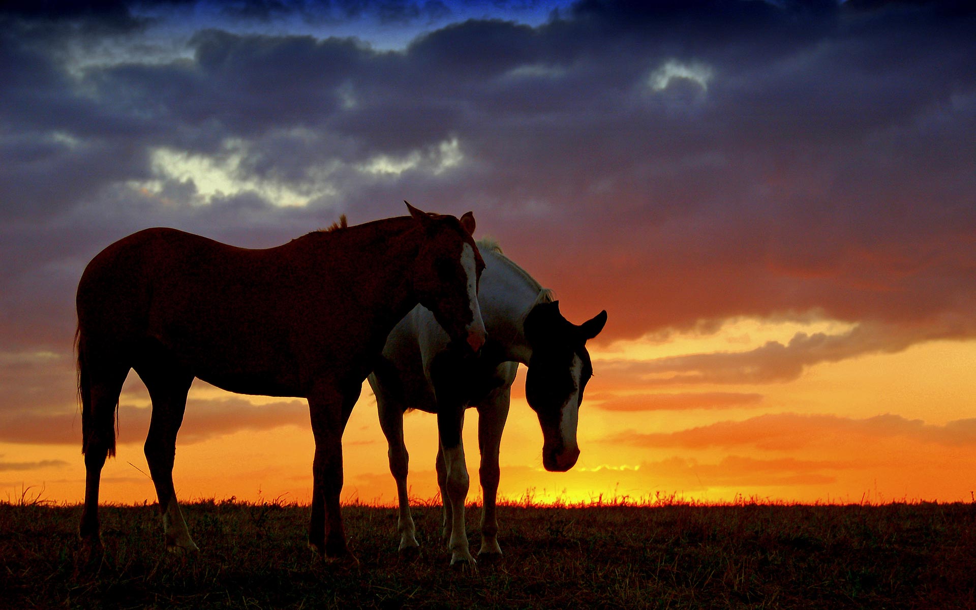 Wallpaper Horse Sunset Wallpapers