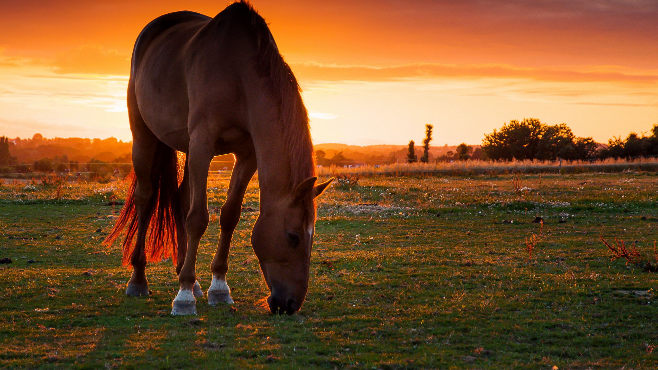 Wallpaper Horse Sunset Wallpapers