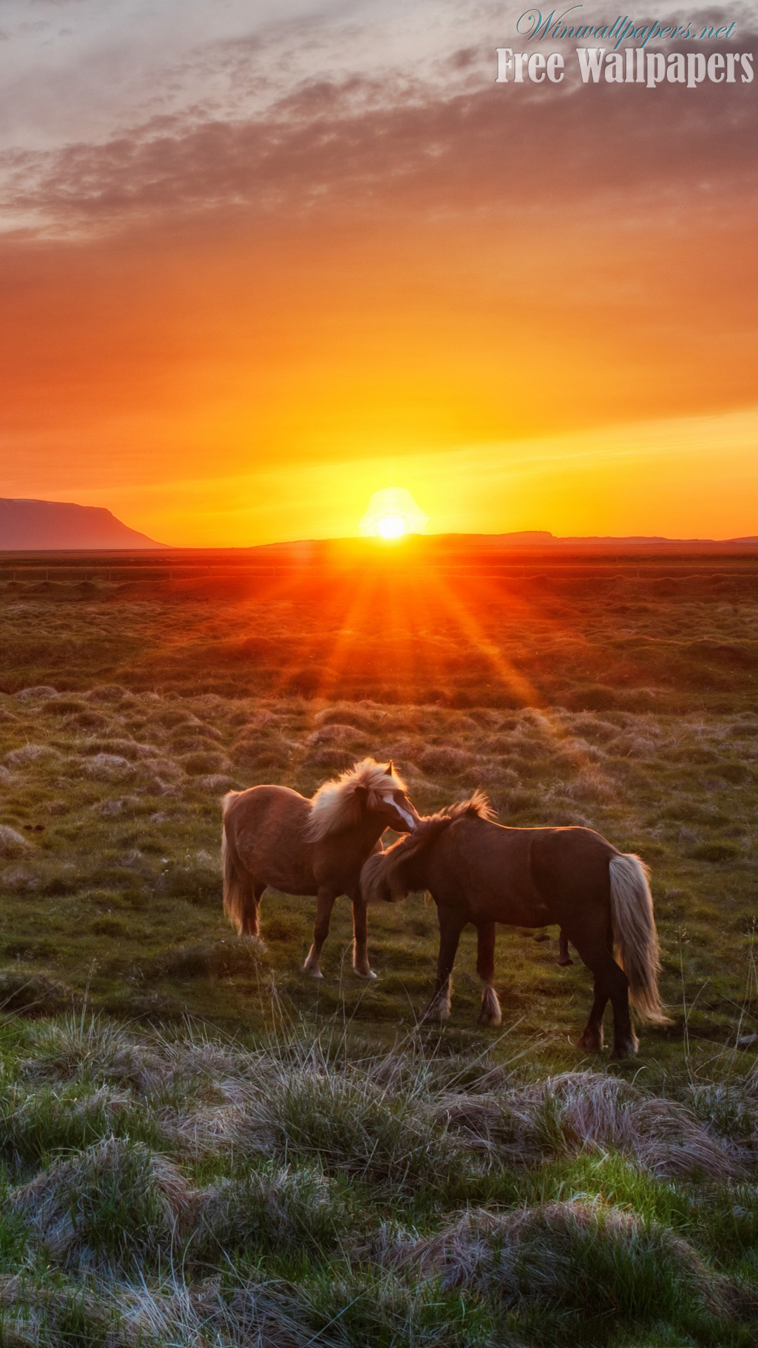 Wallpaper Horse Sunset Wallpapers