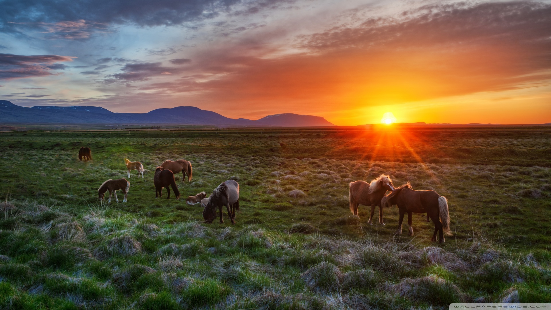 Wallpaper Horse Sunset Wallpapers