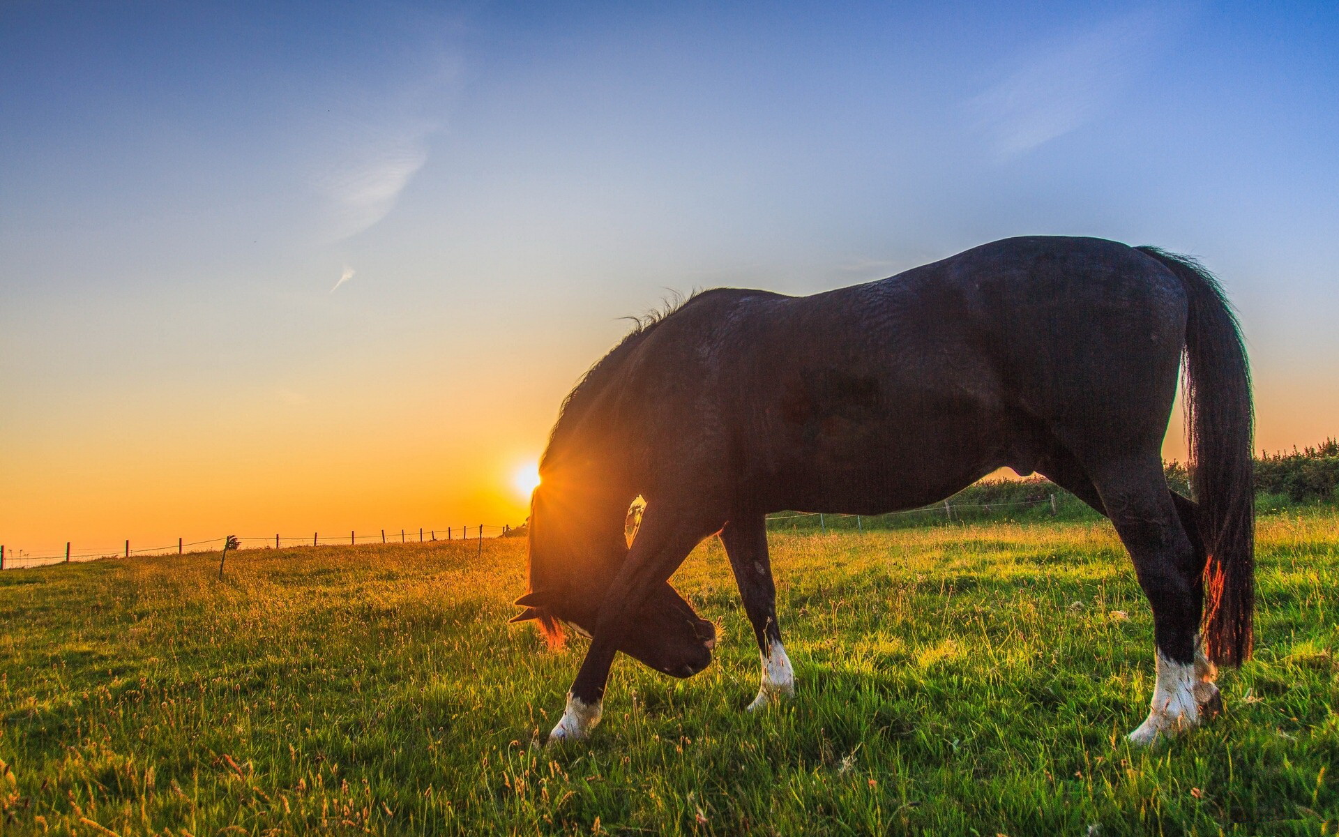 Wallpaper Horse Sunset Wallpapers