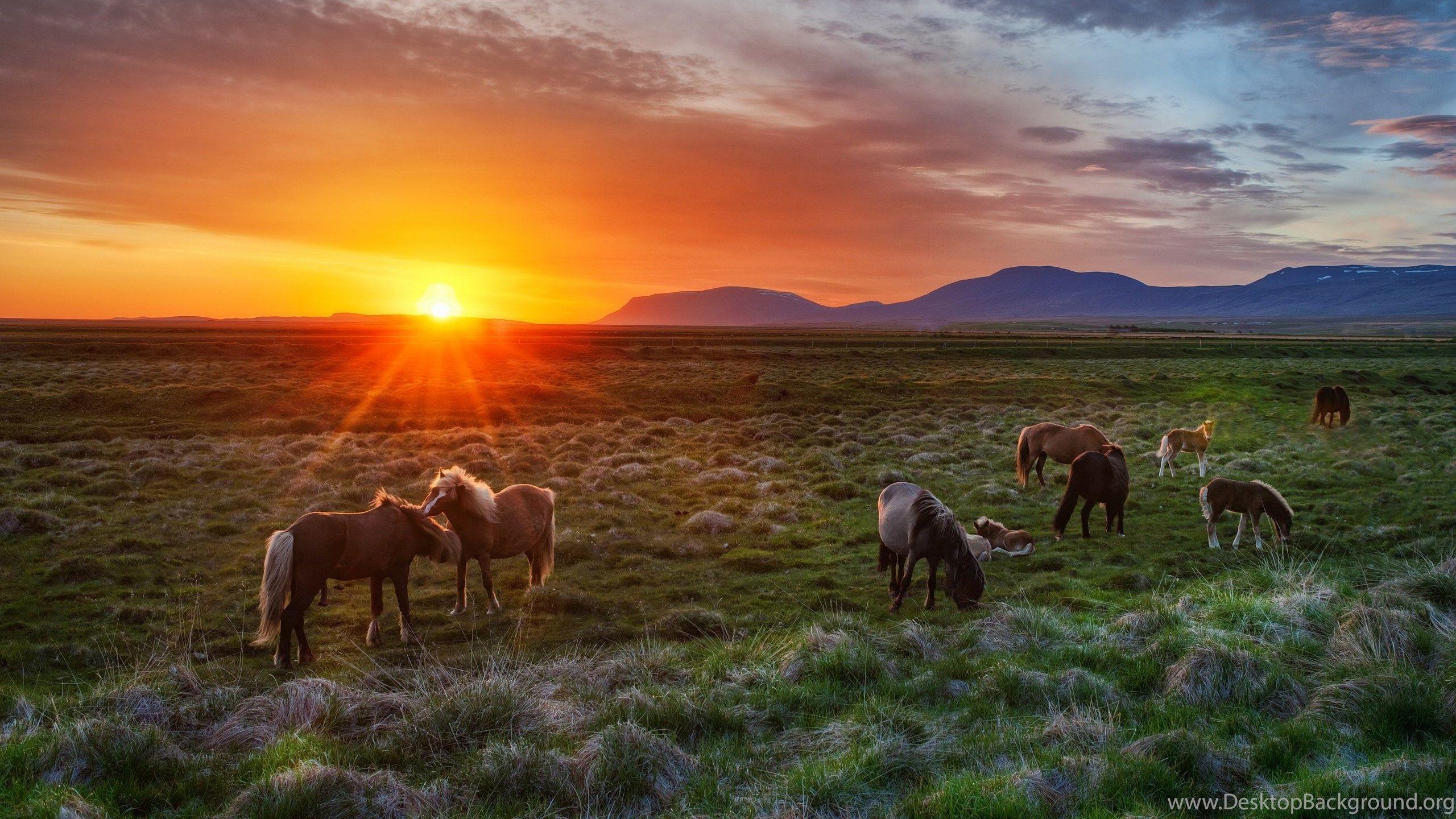 Wallpaper Horse Sunset Wallpapers