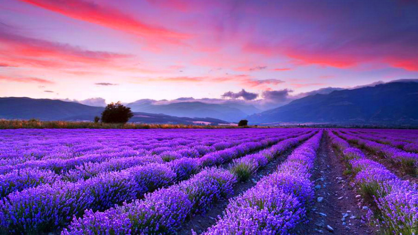 Wallpaper Lavender Field Wallpapers