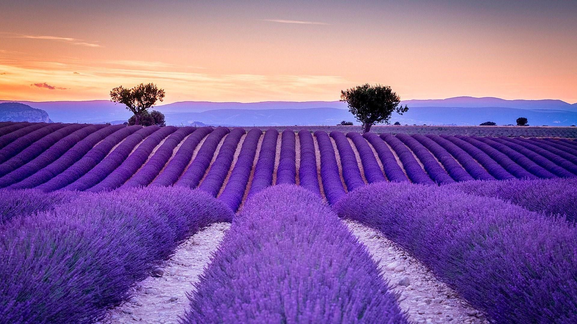 Wallpaper Lavender Field Wallpapers