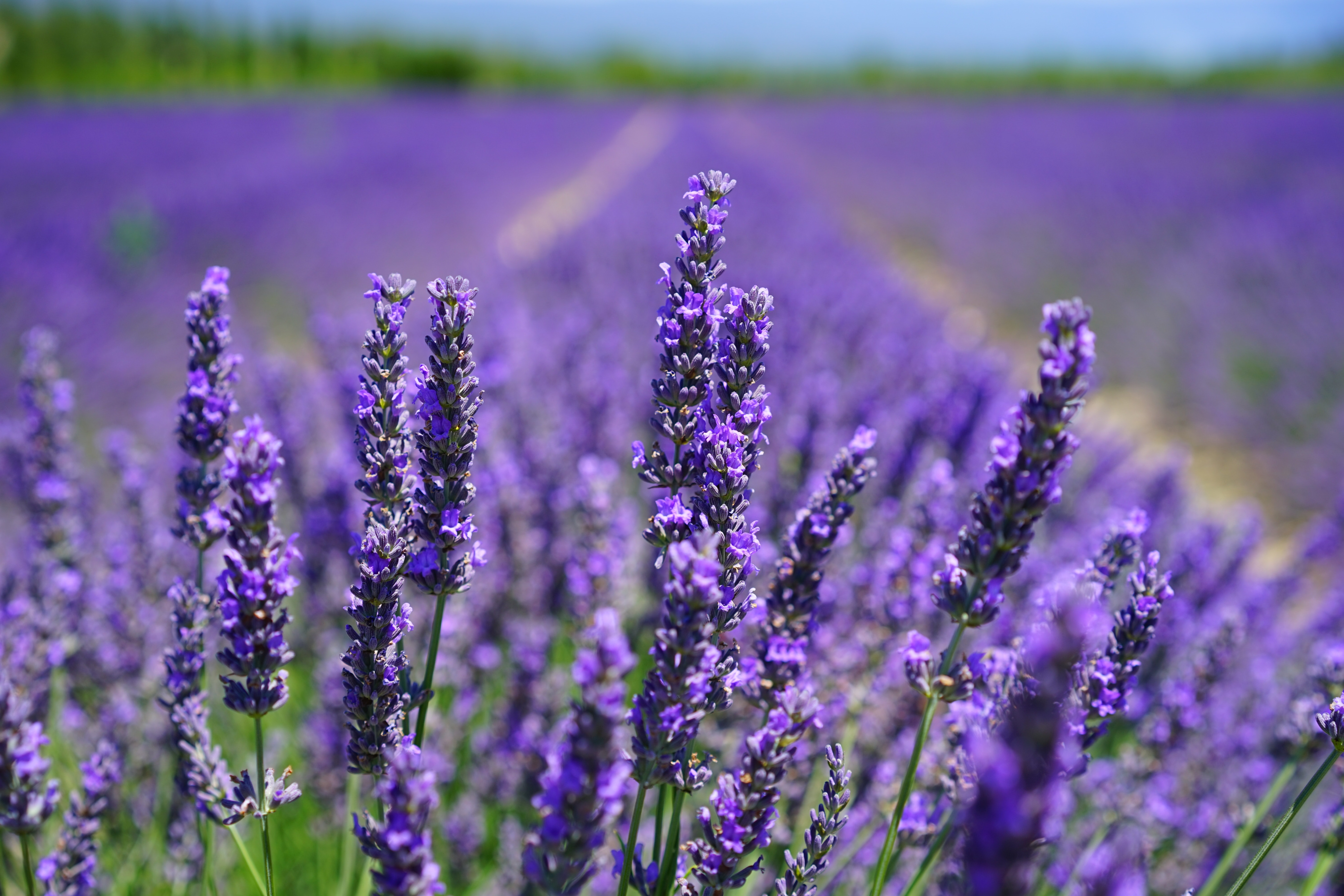 Wallpaper Lavender Field Wallpapers