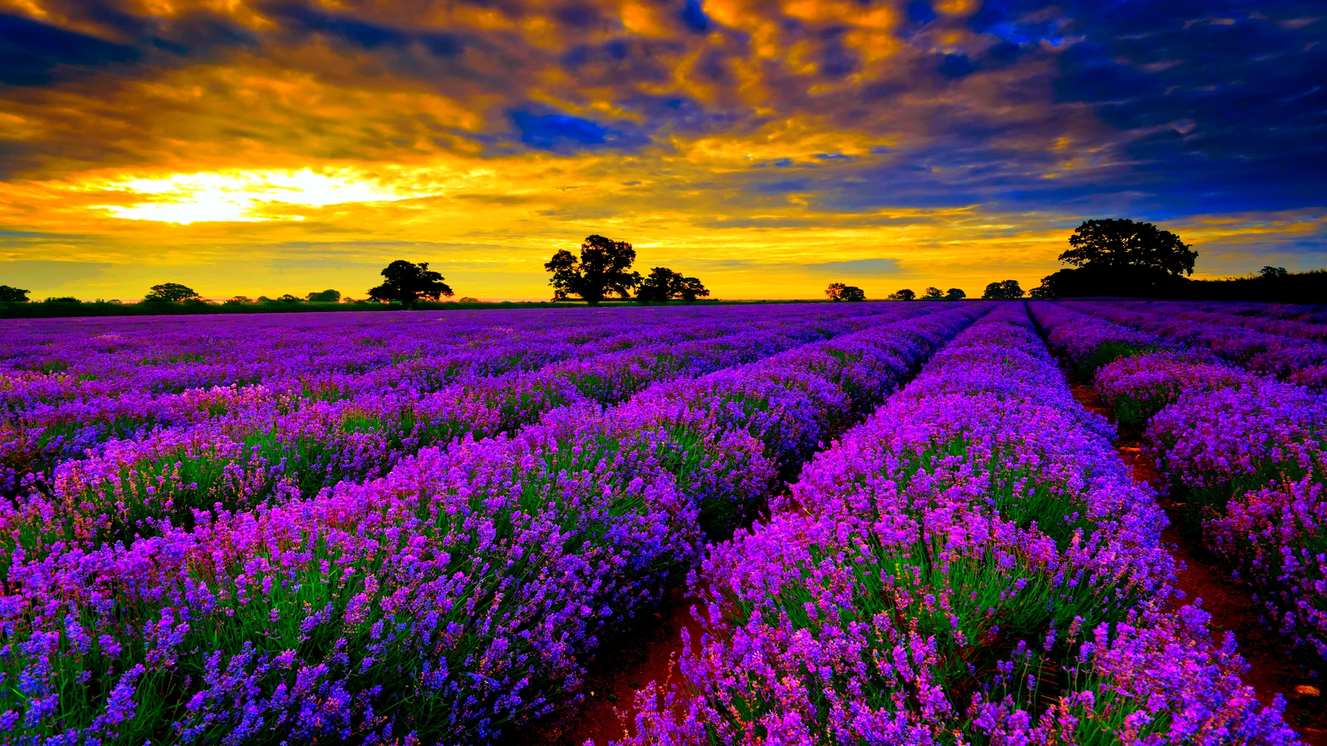 Wallpaper Lavender Field Wallpapers