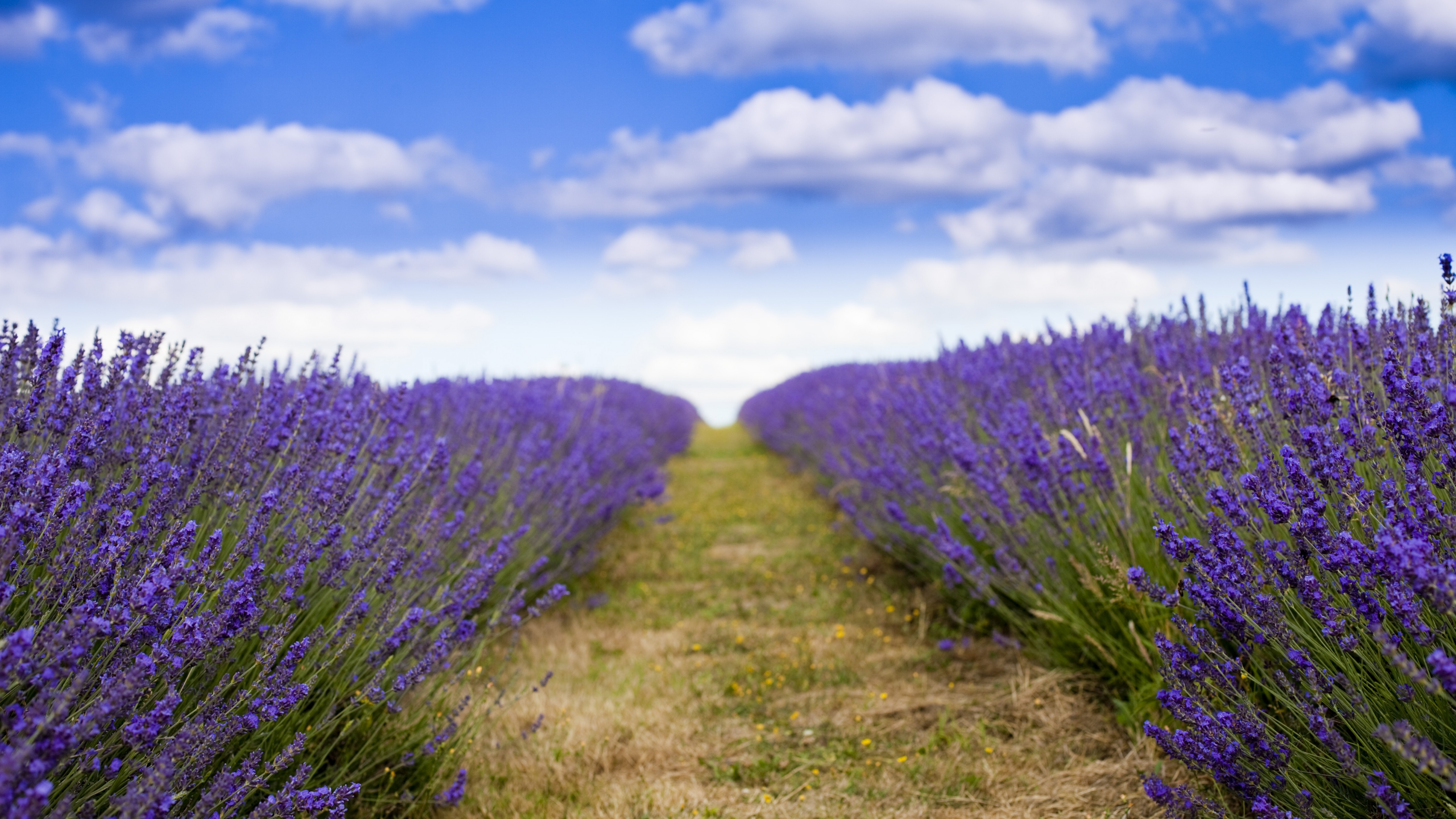 Wallpaper Lavender Field Wallpapers