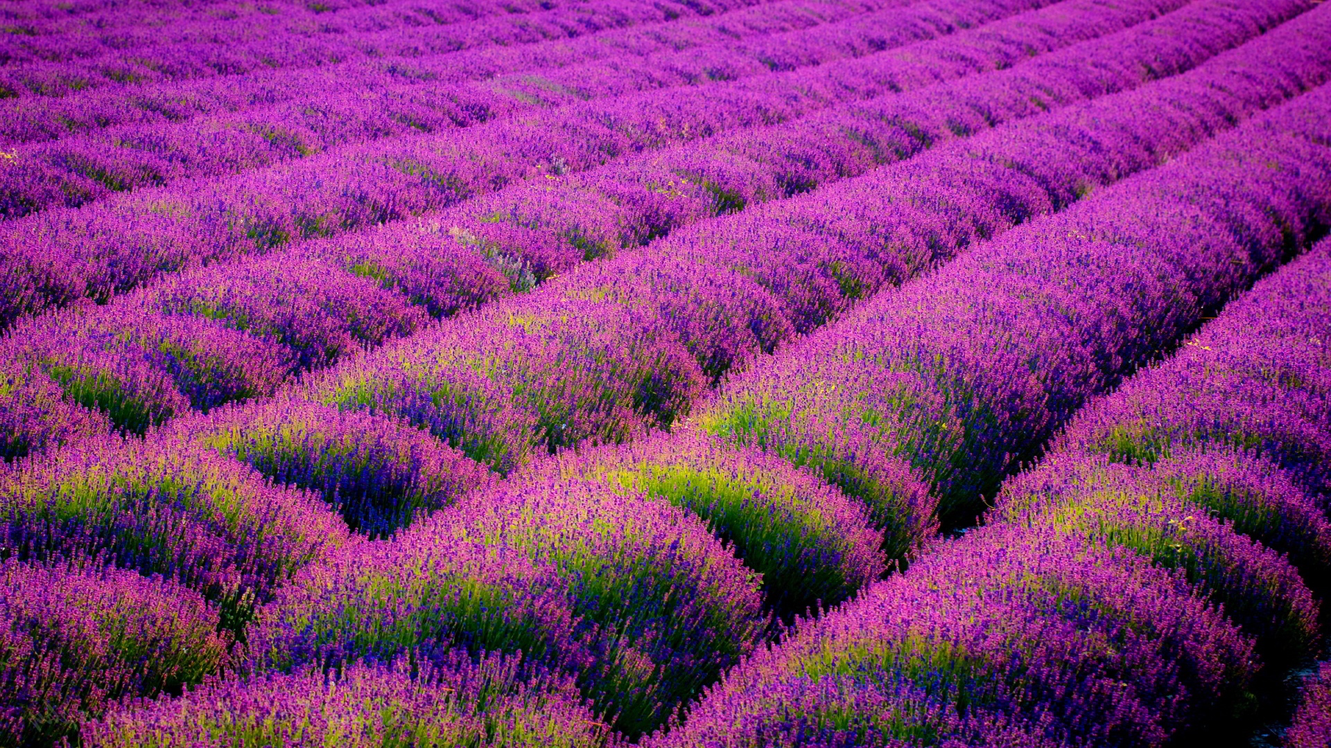 Wallpaper Lavender Field Wallpapers