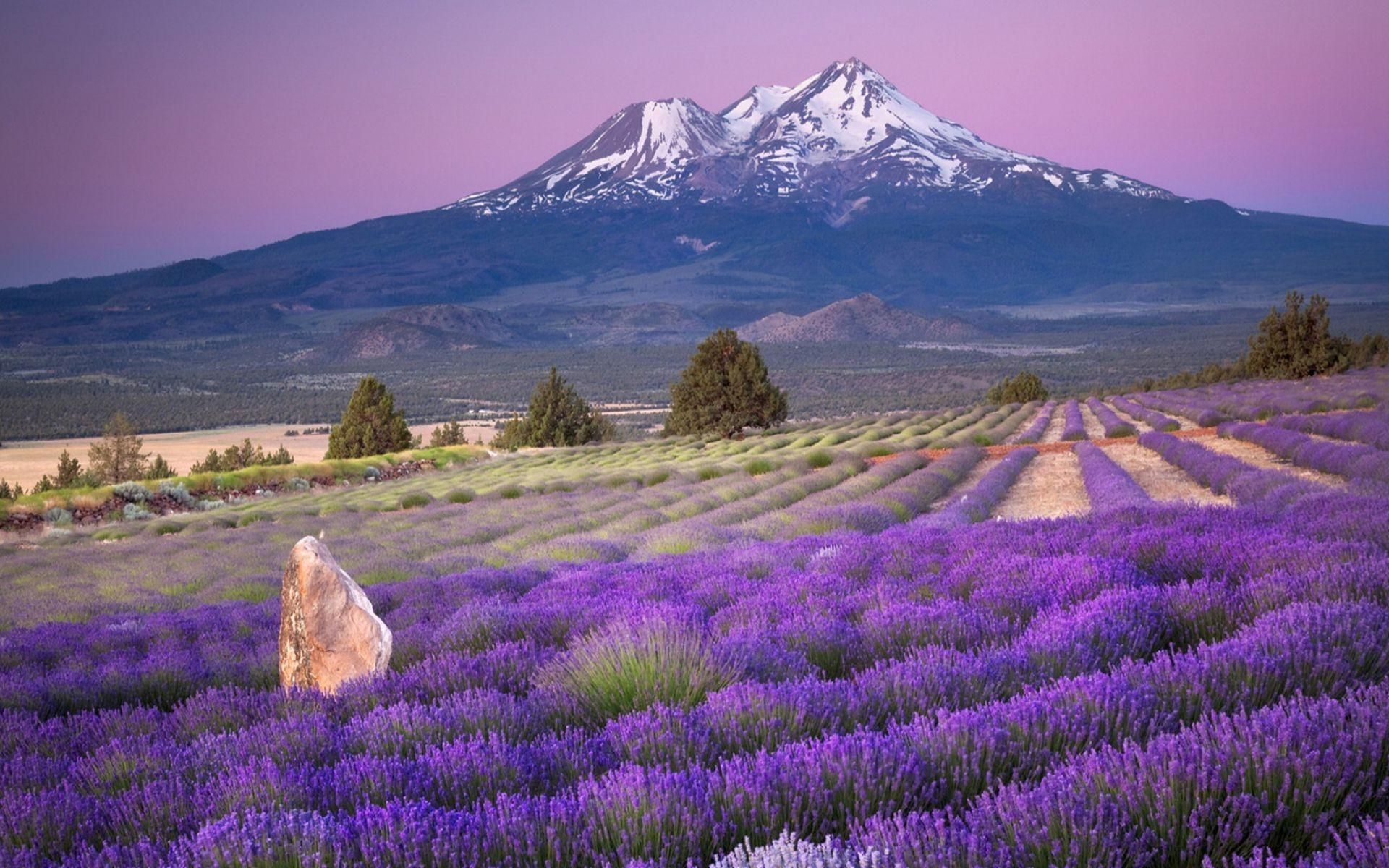 Wallpaper Lavender Field Wallpapers