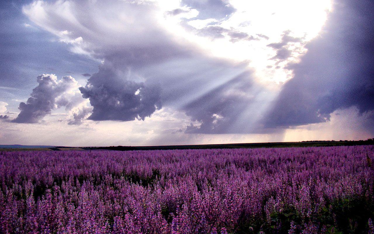 Wallpaper Lavender Field Wallpapers