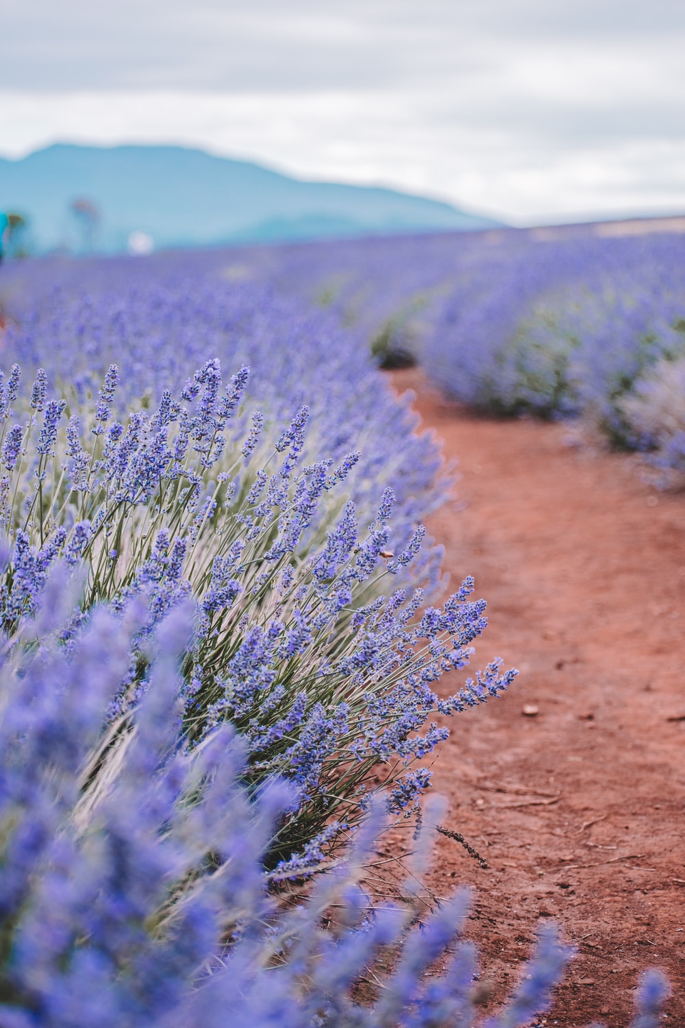 Wallpaper Lavender Field Wallpapers