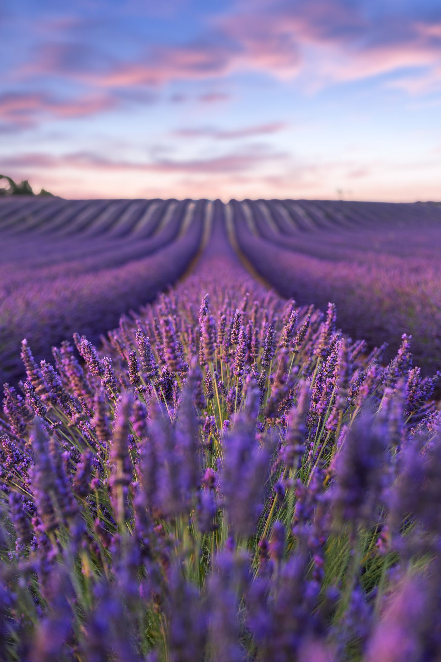 Wallpaper Lavender Field Wallpapers