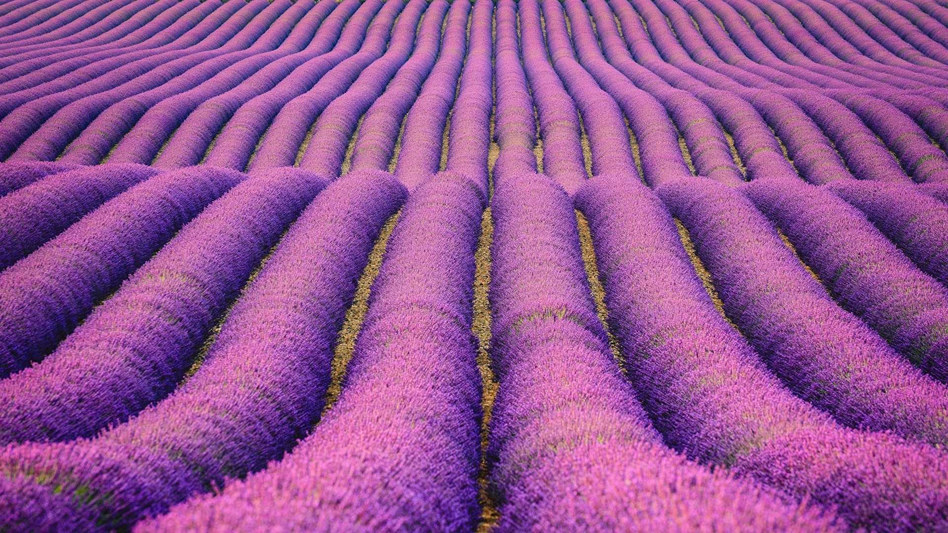 Wallpaper Lavender Field Wallpapers