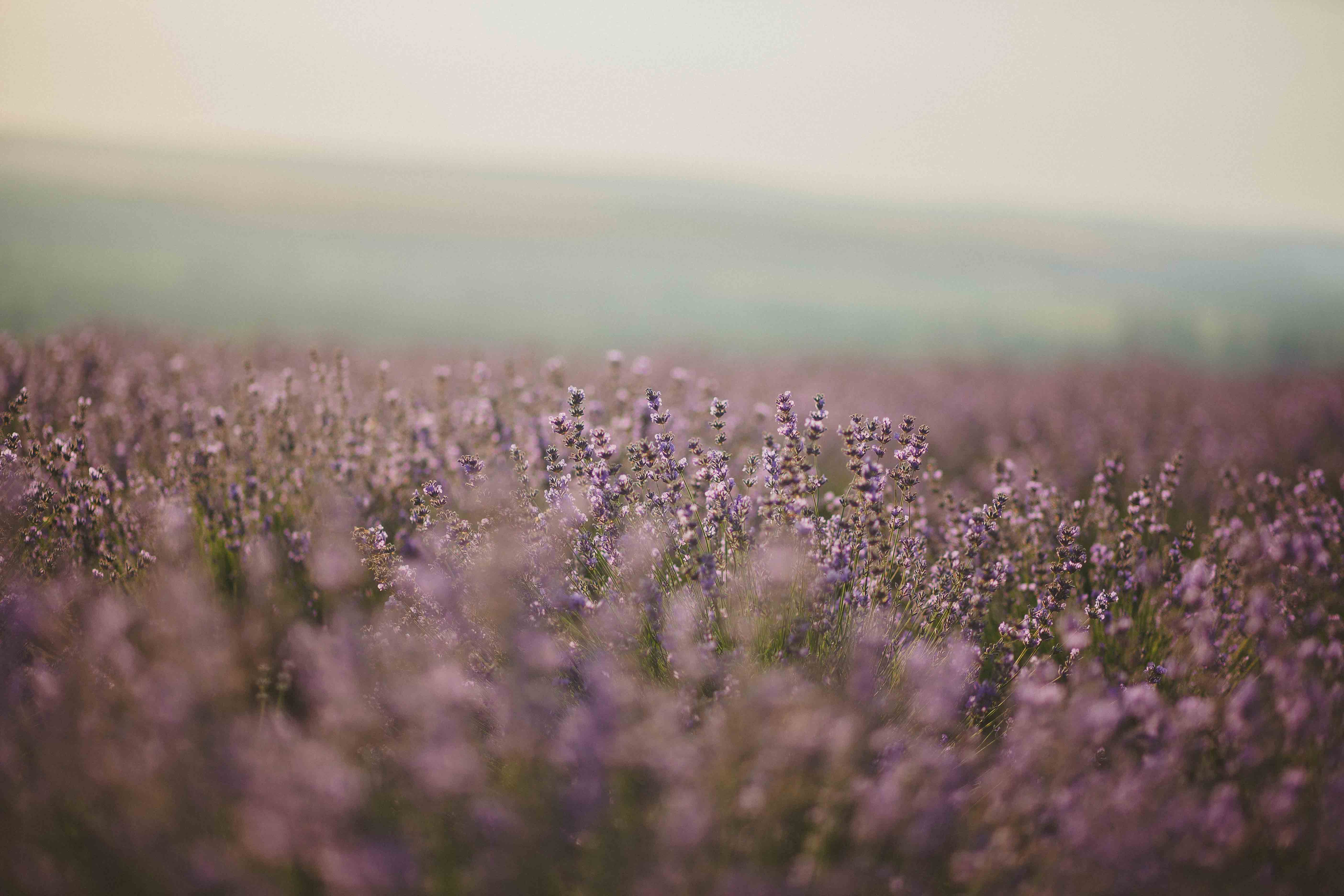 Wallpaper Lavender Field Wallpapers