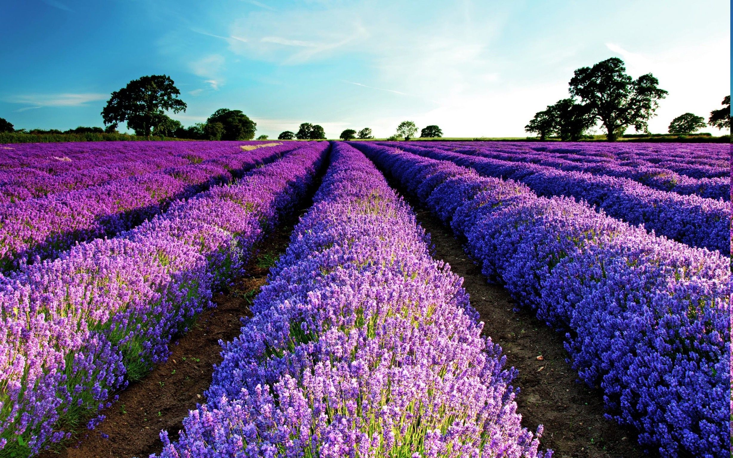 Wallpaper Lavender Field Wallpapers