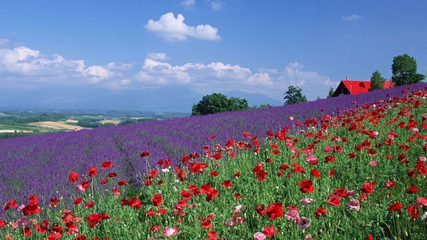 Wallpaper Lavender Field Wallpapers