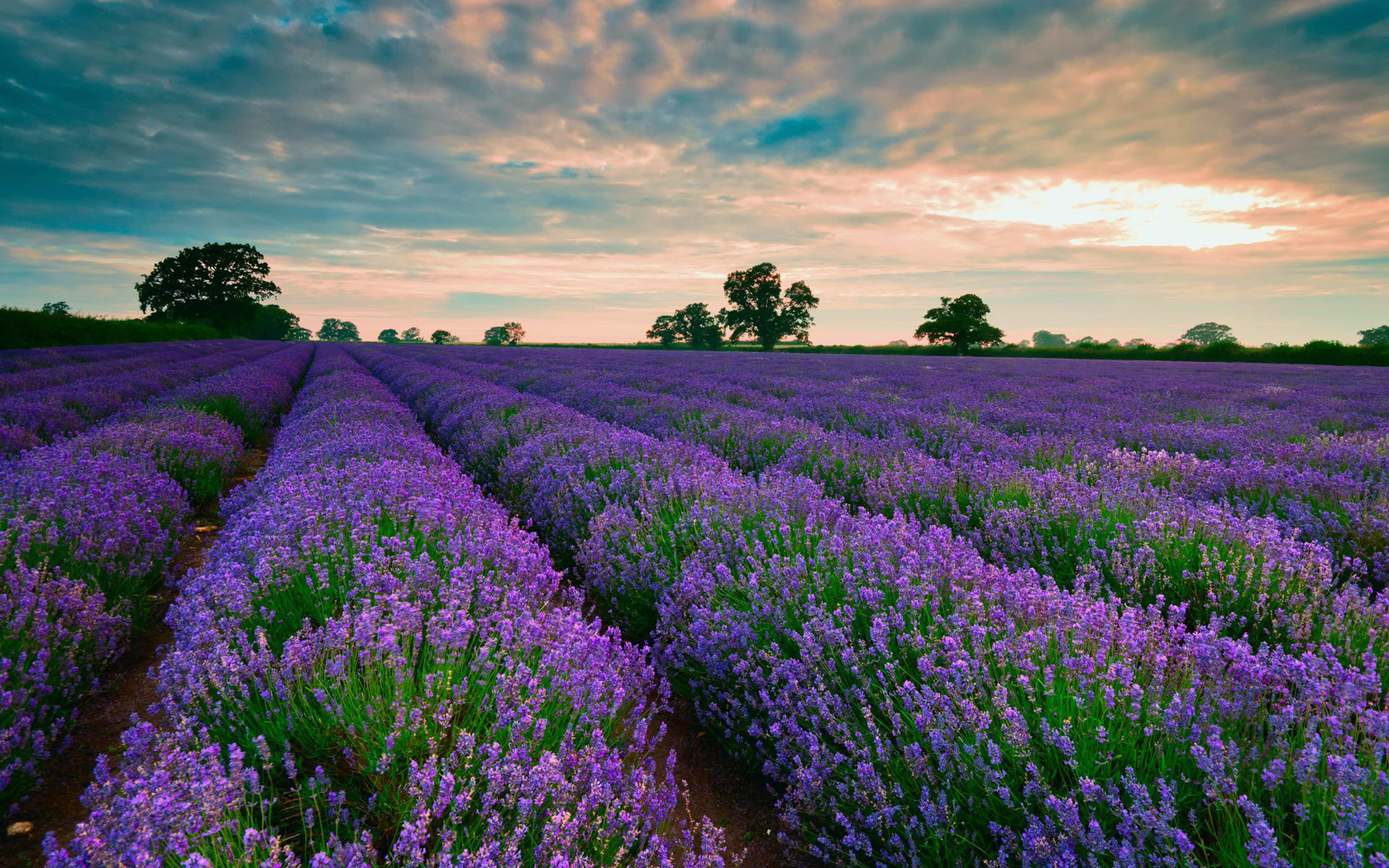 Wallpaper Lavender Field Wallpapers