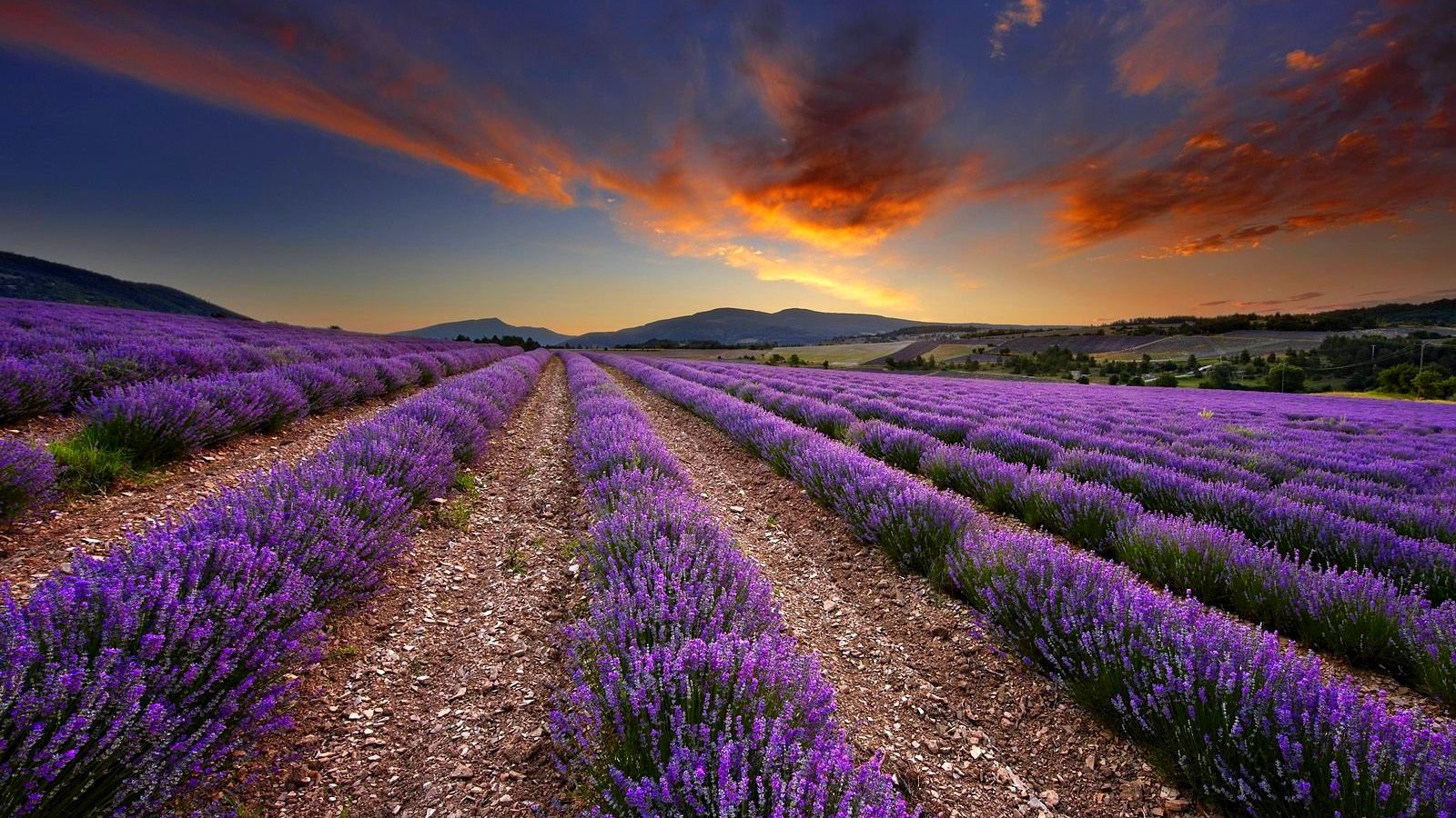 Wallpaper Lavender Field Wallpapers