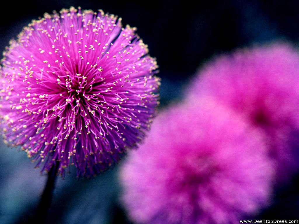 Wallpaper Lilac Flower Wallpapers