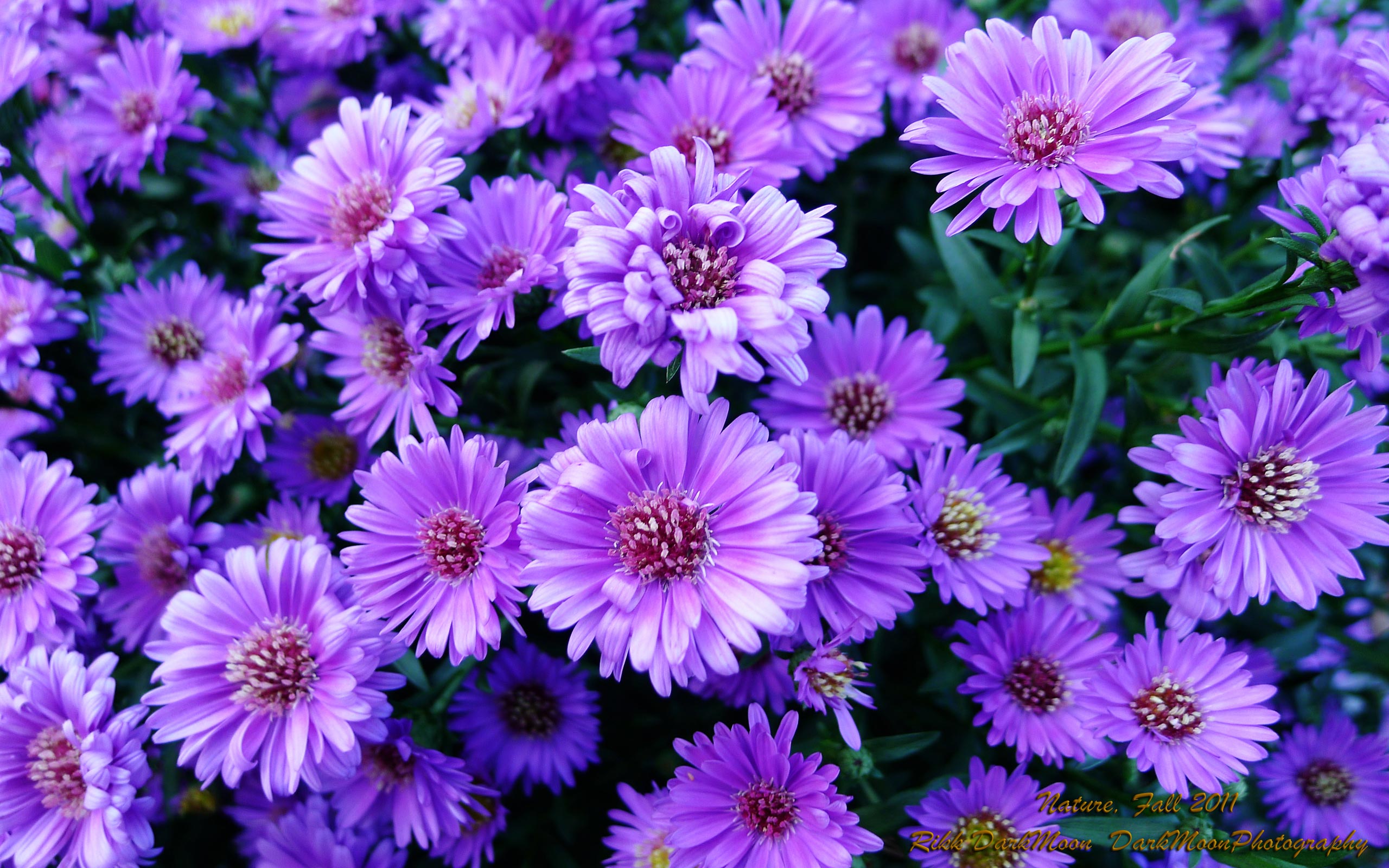 Wallpaper Lilac Flower Wallpapers