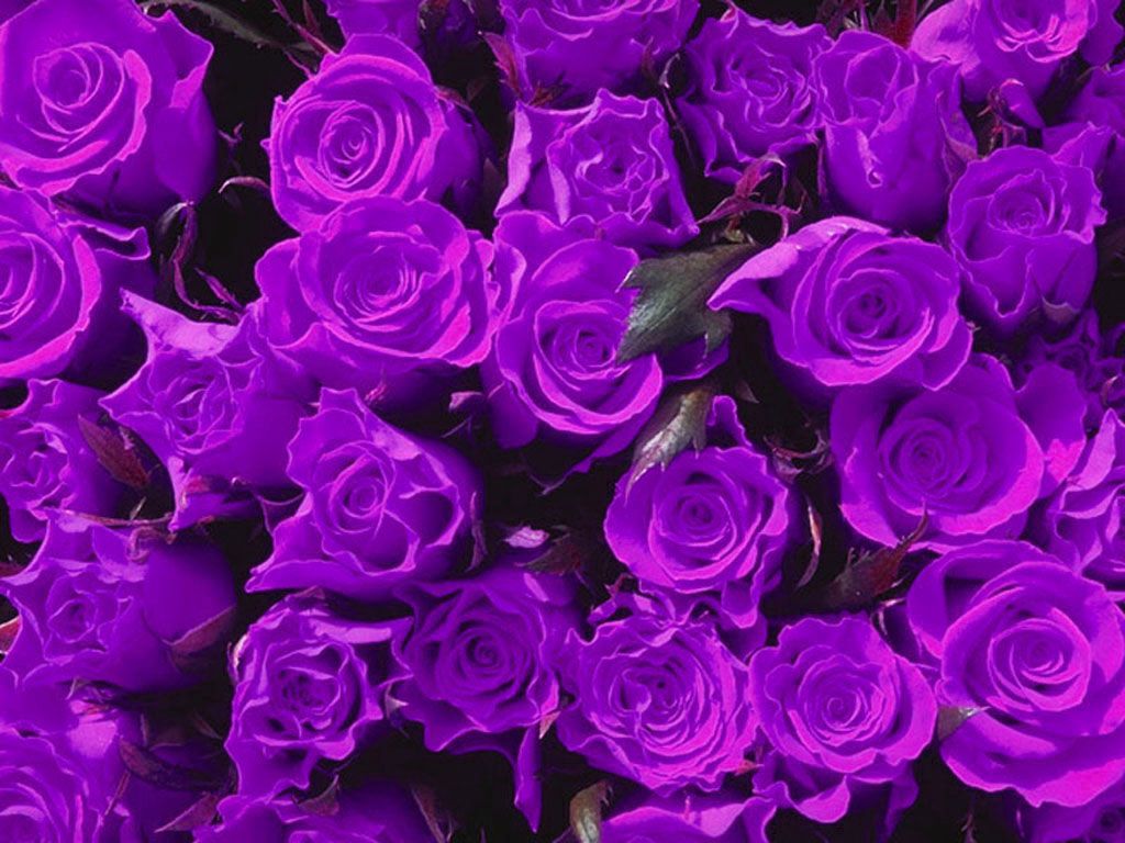 Wallpaper Lilac Flower Wallpapers