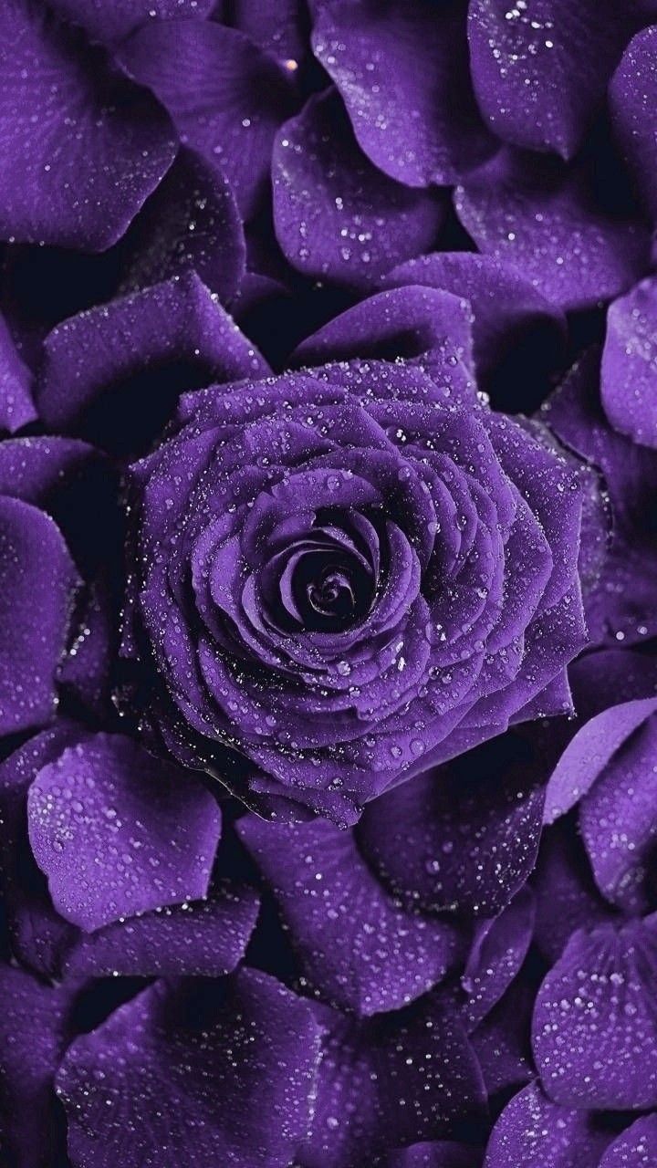 Wallpaper Lilac Flower Wallpapers