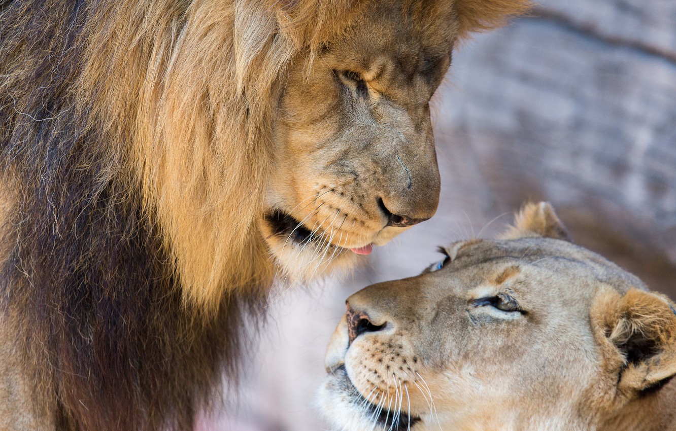 Wallpaper Lion And Lioness Wallpapers