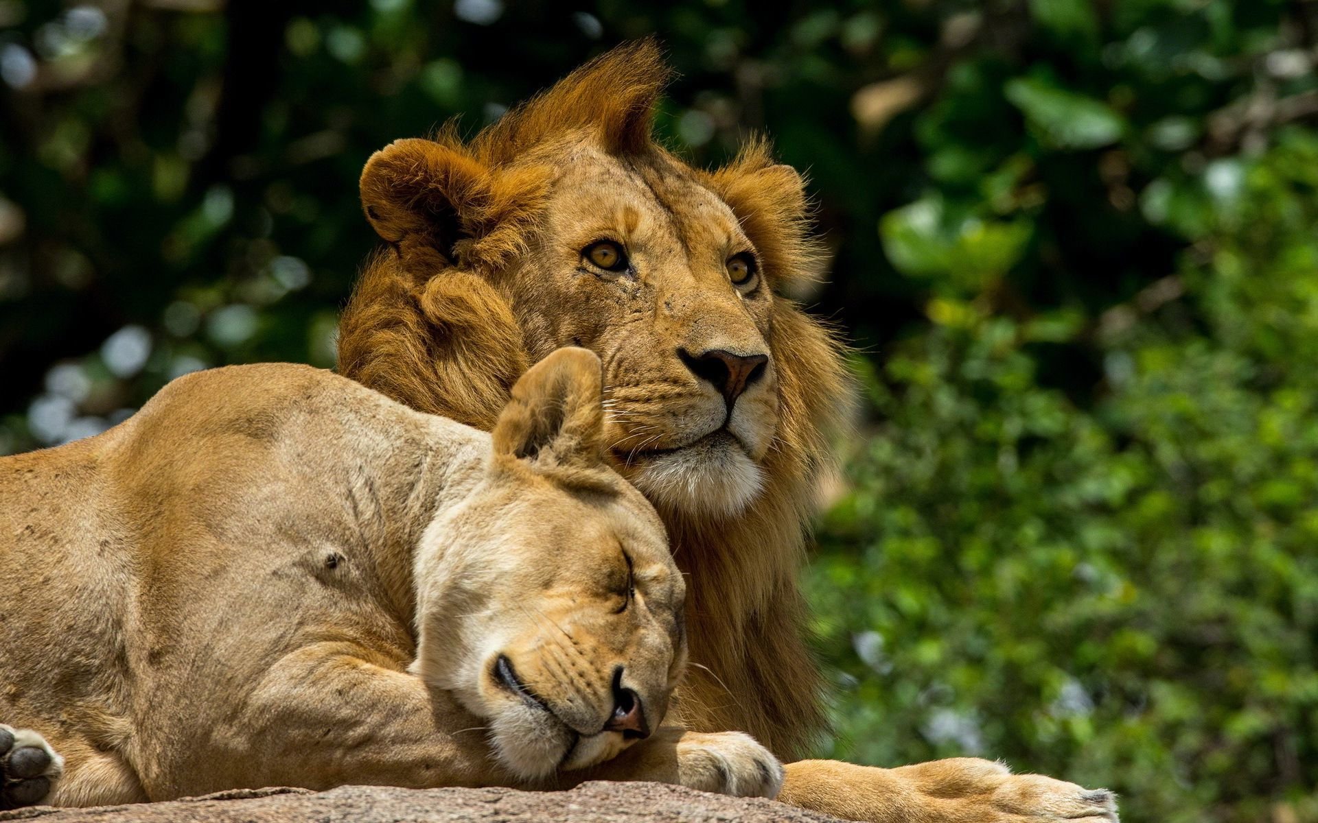 Wallpaper Lion And Lioness Wallpapers