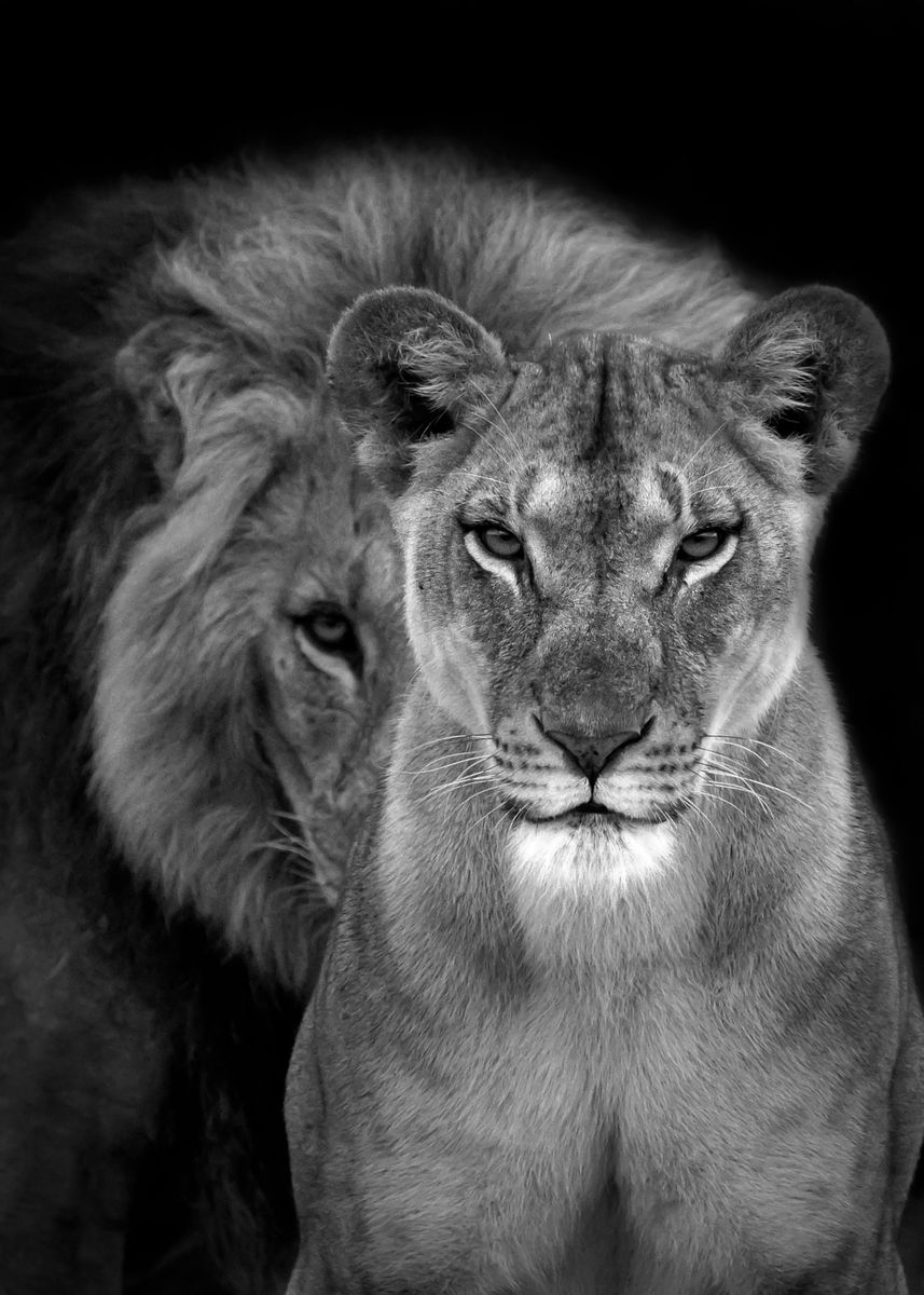 Wallpaper Lion And Lioness Wallpapers