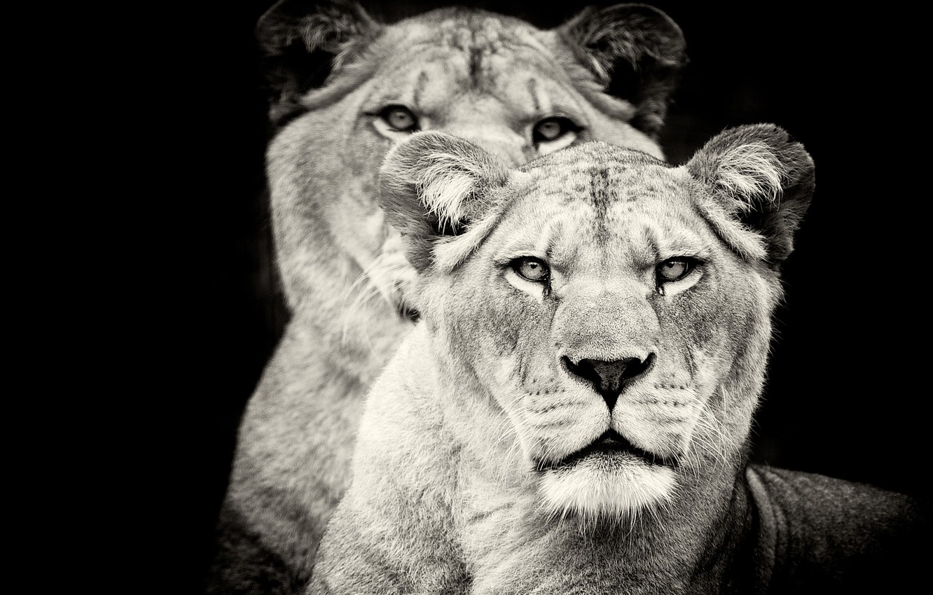 Wallpaper Lion And Lioness Wallpapers