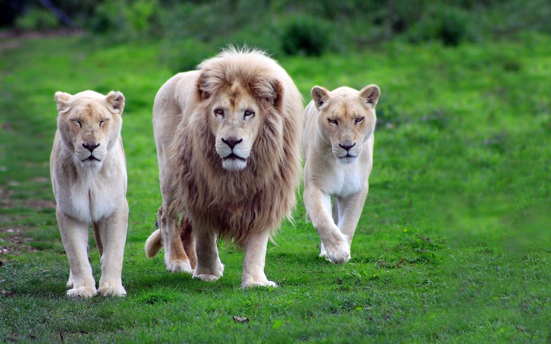 Wallpaper Lion And Lioness Wallpapers