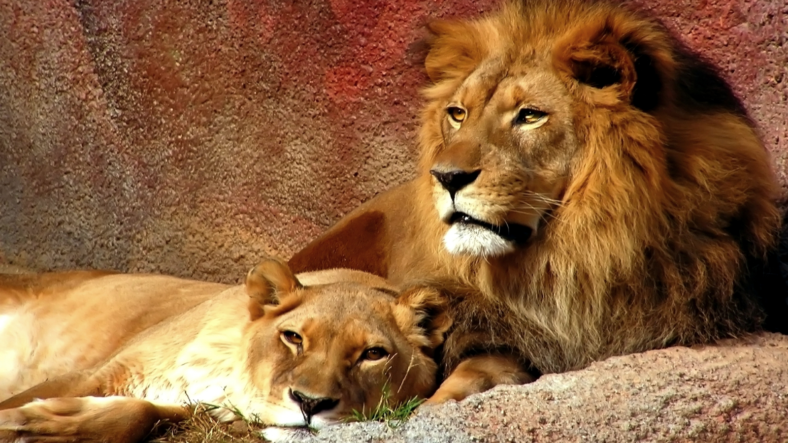 Wallpaper Lion And Lioness Wallpapers