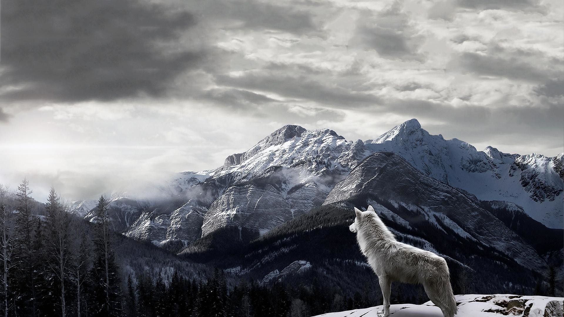 Wallpaper Lone Wolf Wallpapers