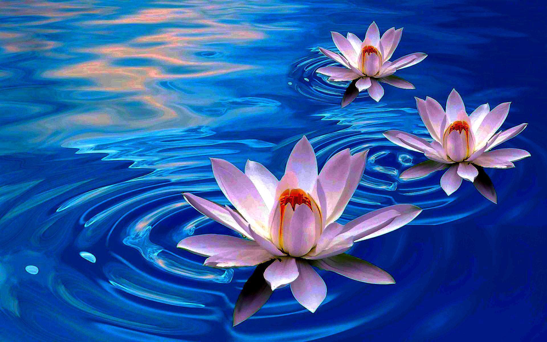 Wallpaper Lotus Flower Wallpapers