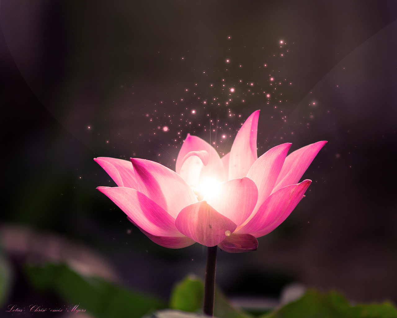 Wallpaper Lotus Flower Wallpapers