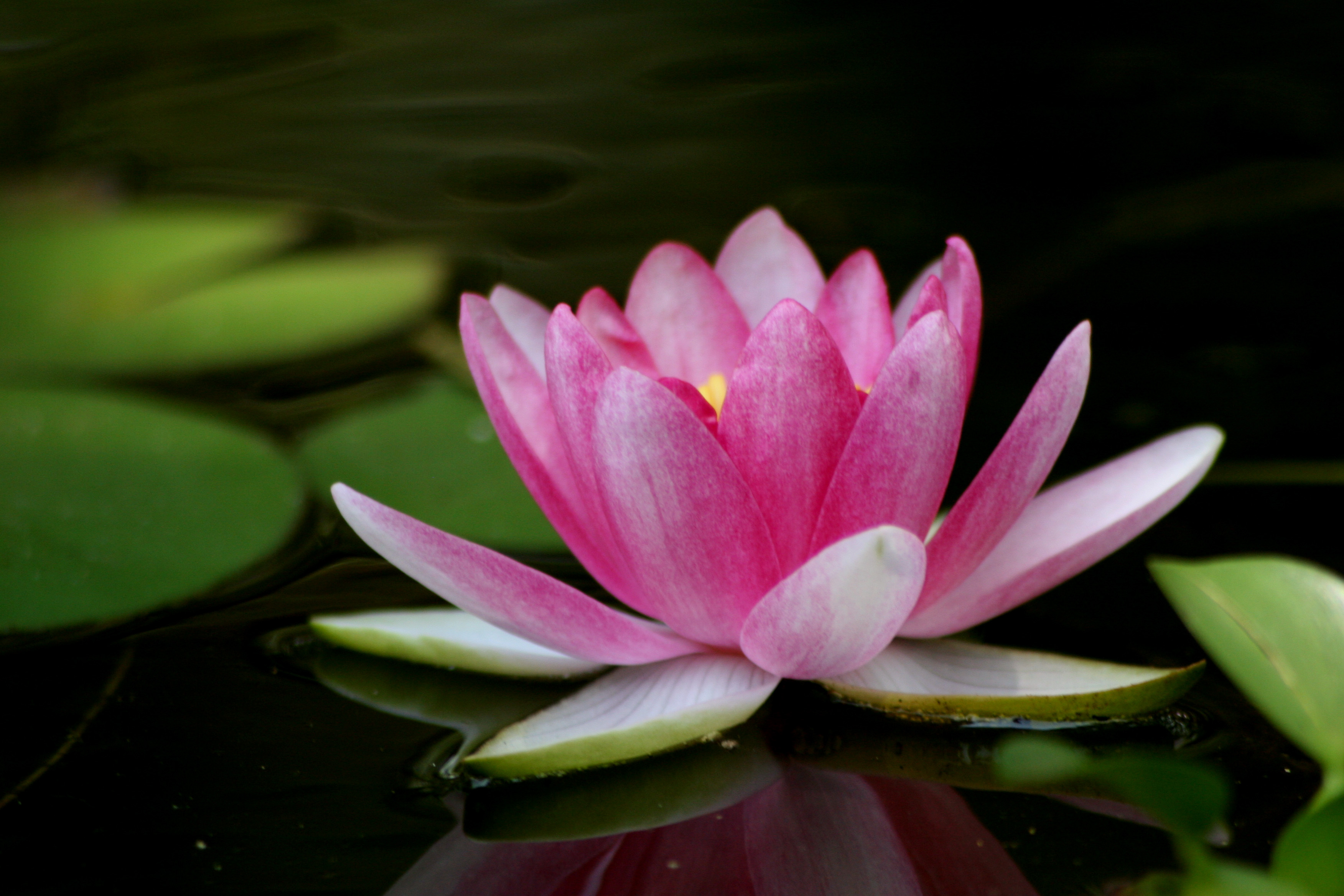 Wallpaper Lotus Flower Wallpapers