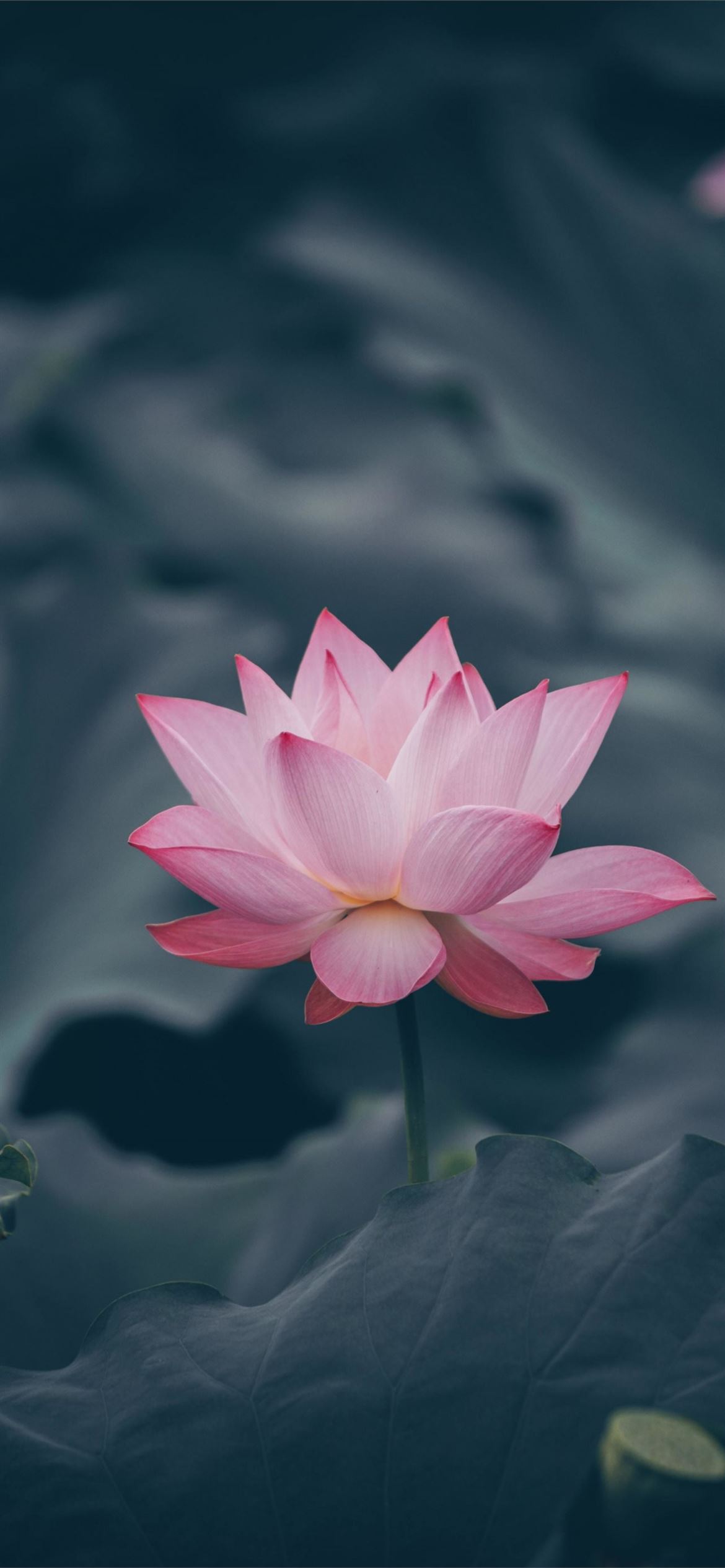 Wallpaper Lotus Flower Wallpapers