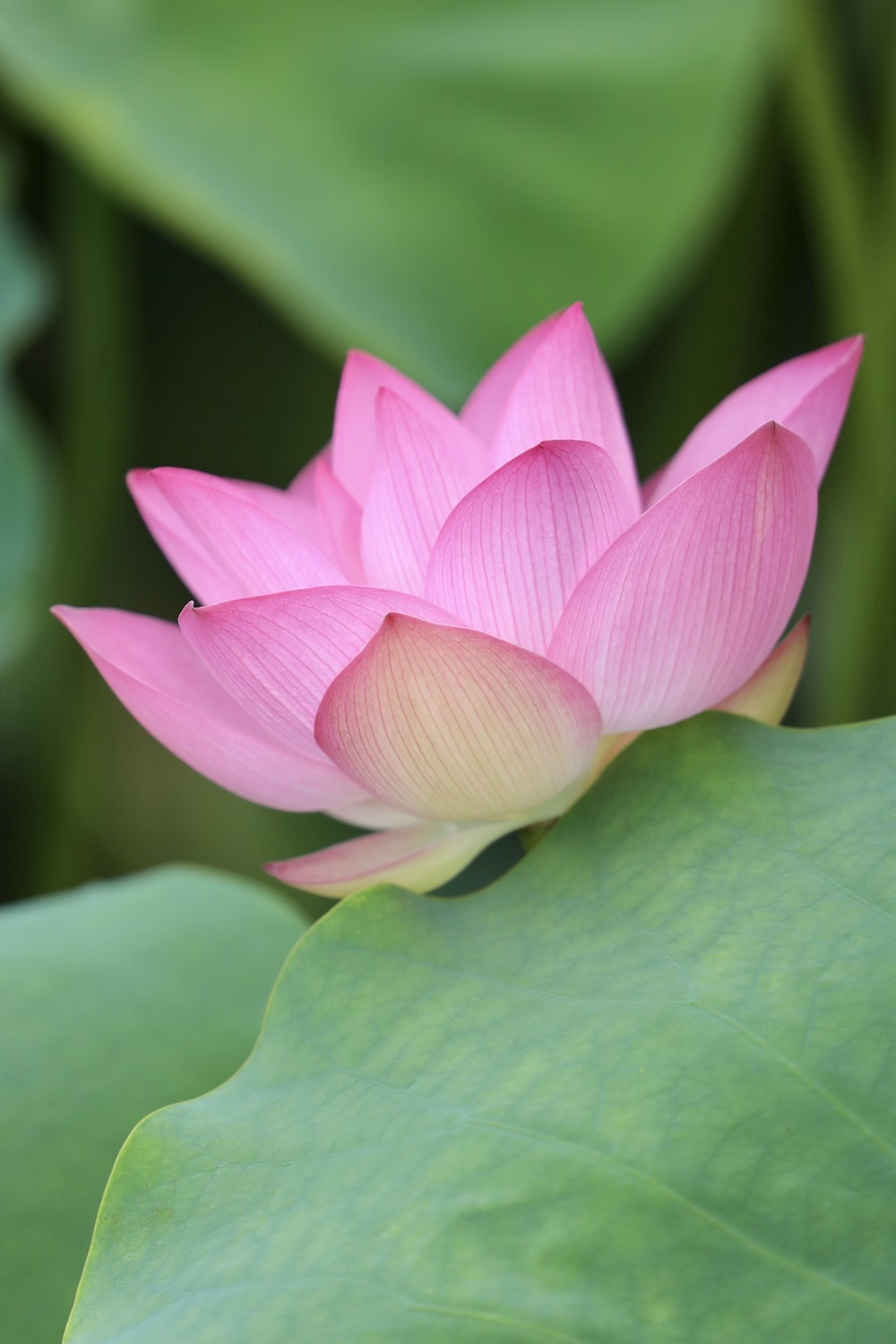 Wallpaper Lotus Flower Wallpapers