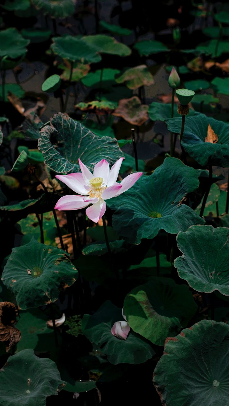 Wallpaper Lotus Flower Wallpapers