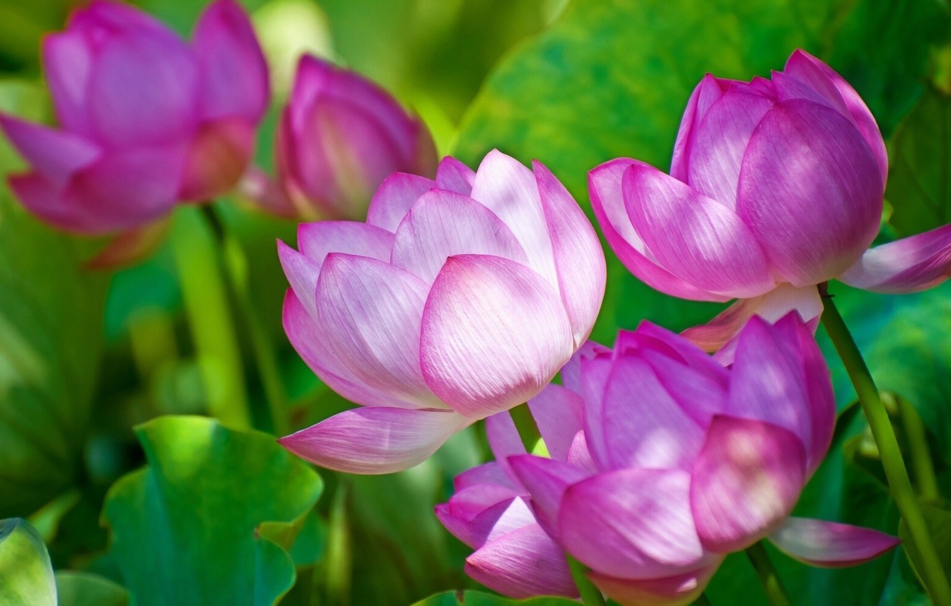 Wallpaper Lotus Flower Wallpapers