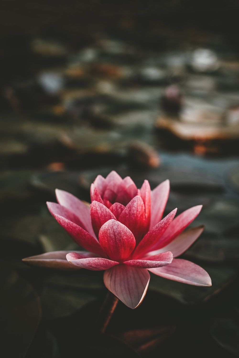 Wallpaper Lotus Flower Wallpapers