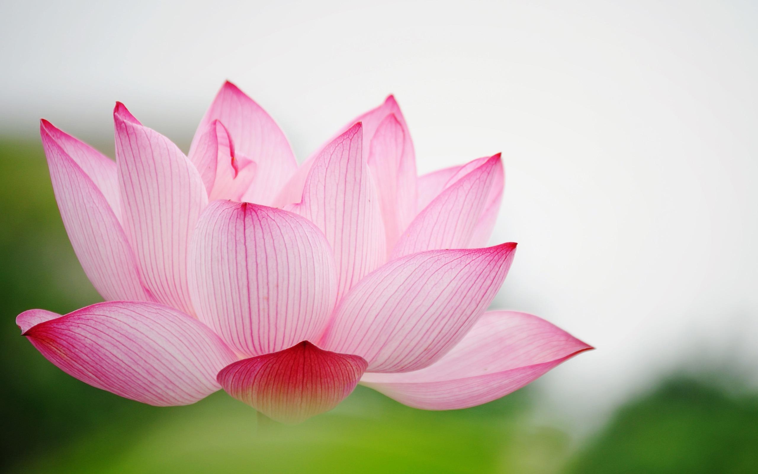 Wallpaper Lotus Flower Wallpapers