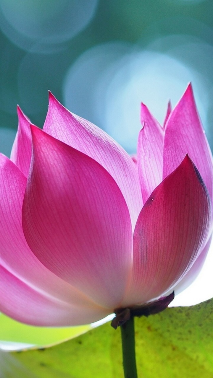 Wallpaper Lotus Flower Wallpapers